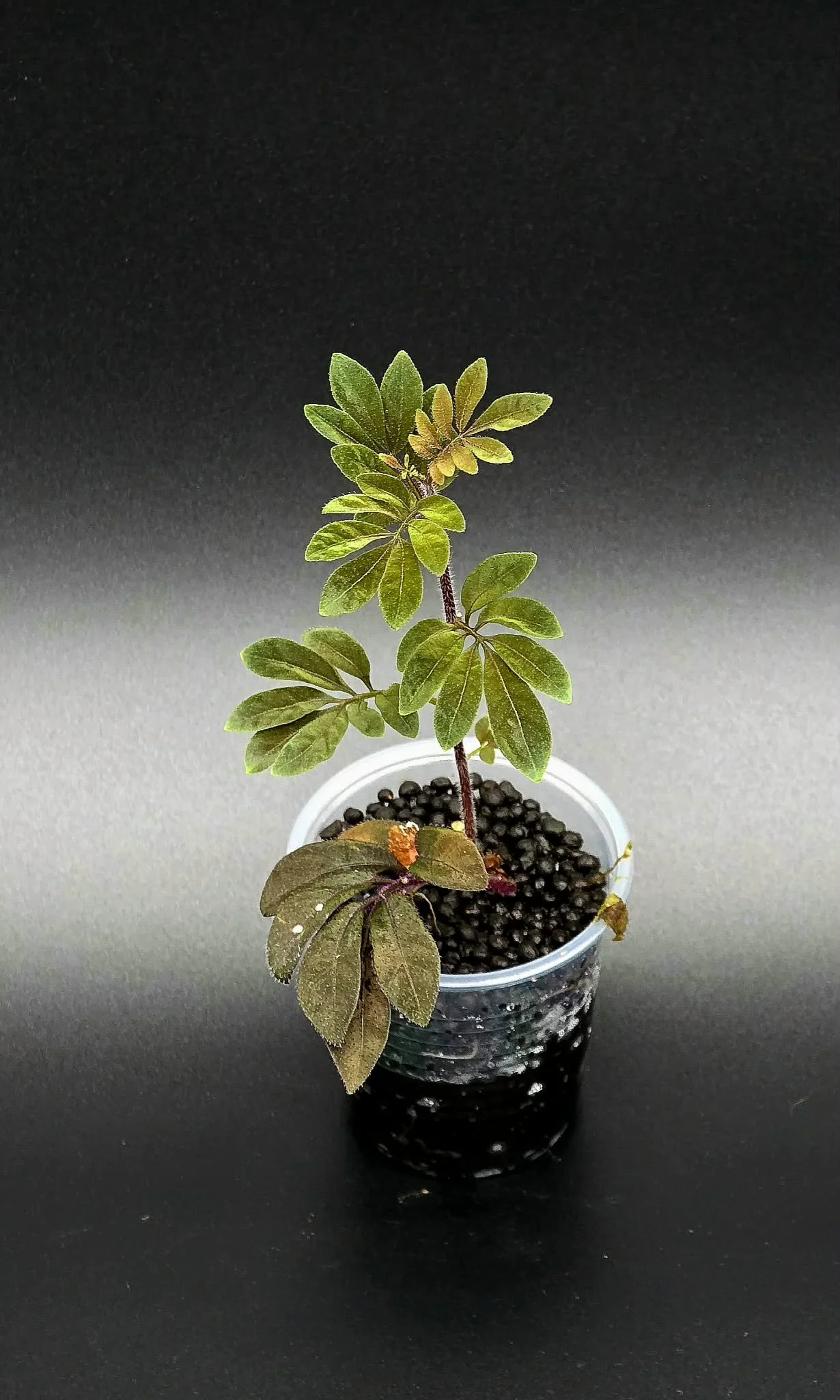 Solanum Uleanum - B