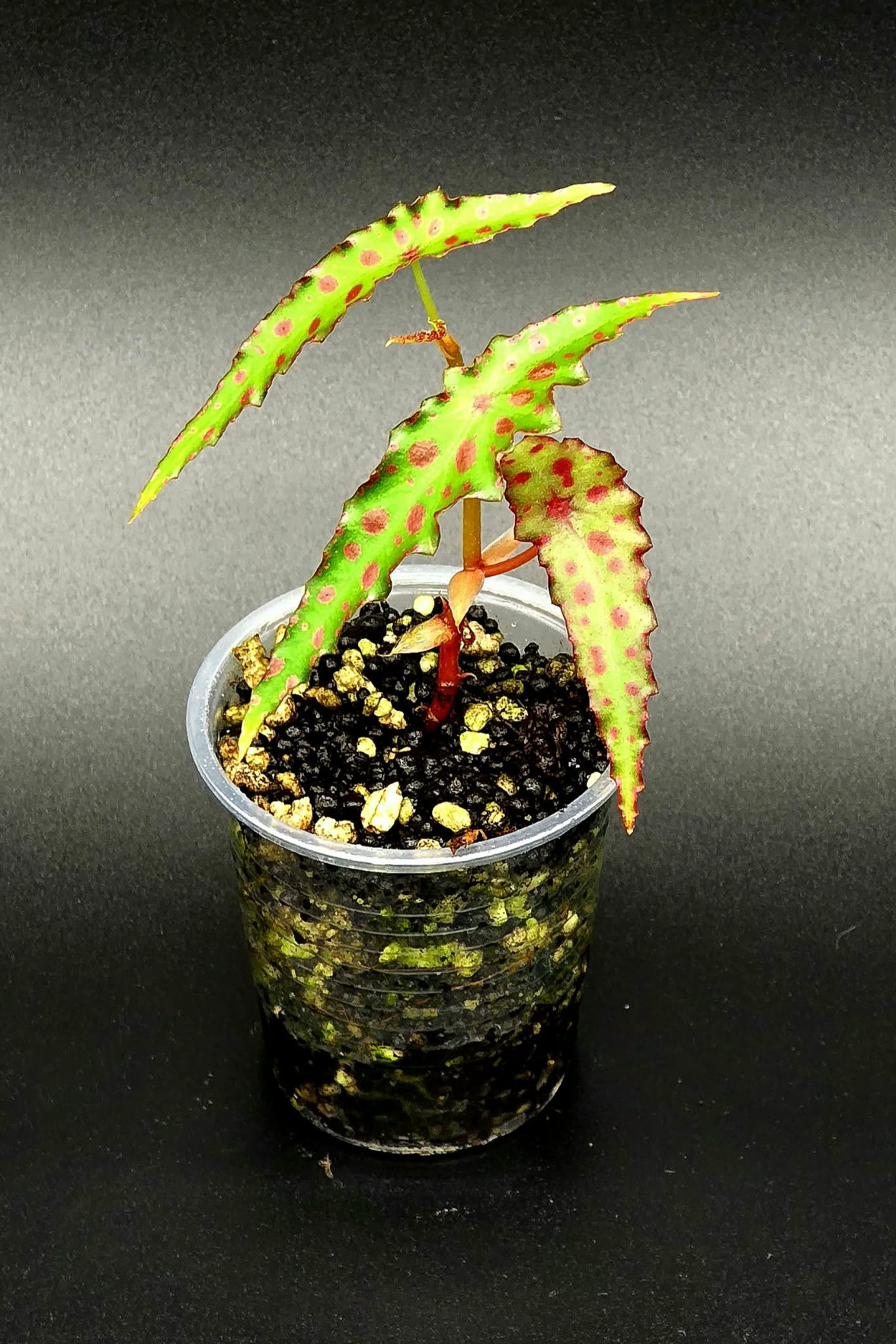 Begonia Amphioxus - B