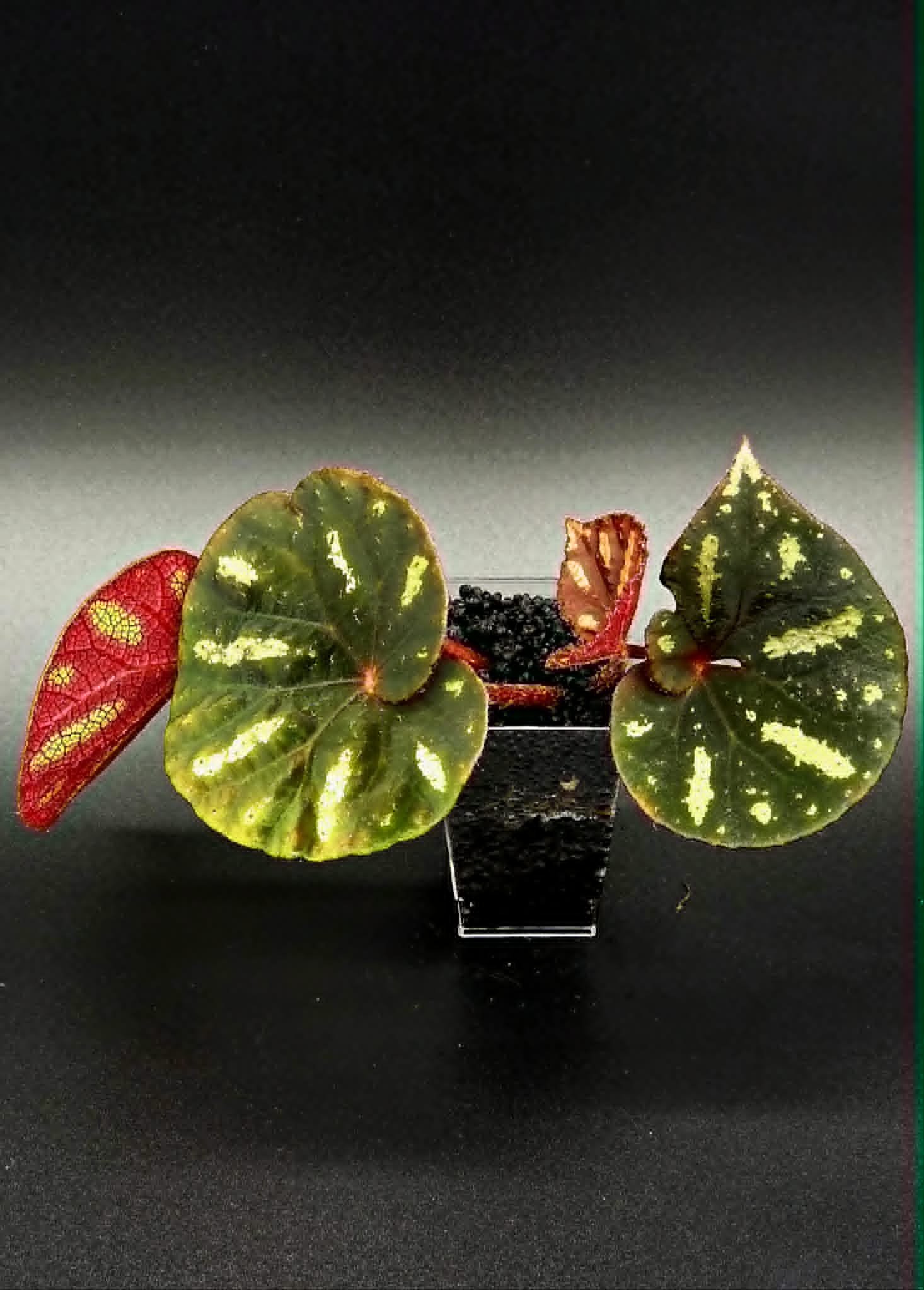Begonia Barosma - A
