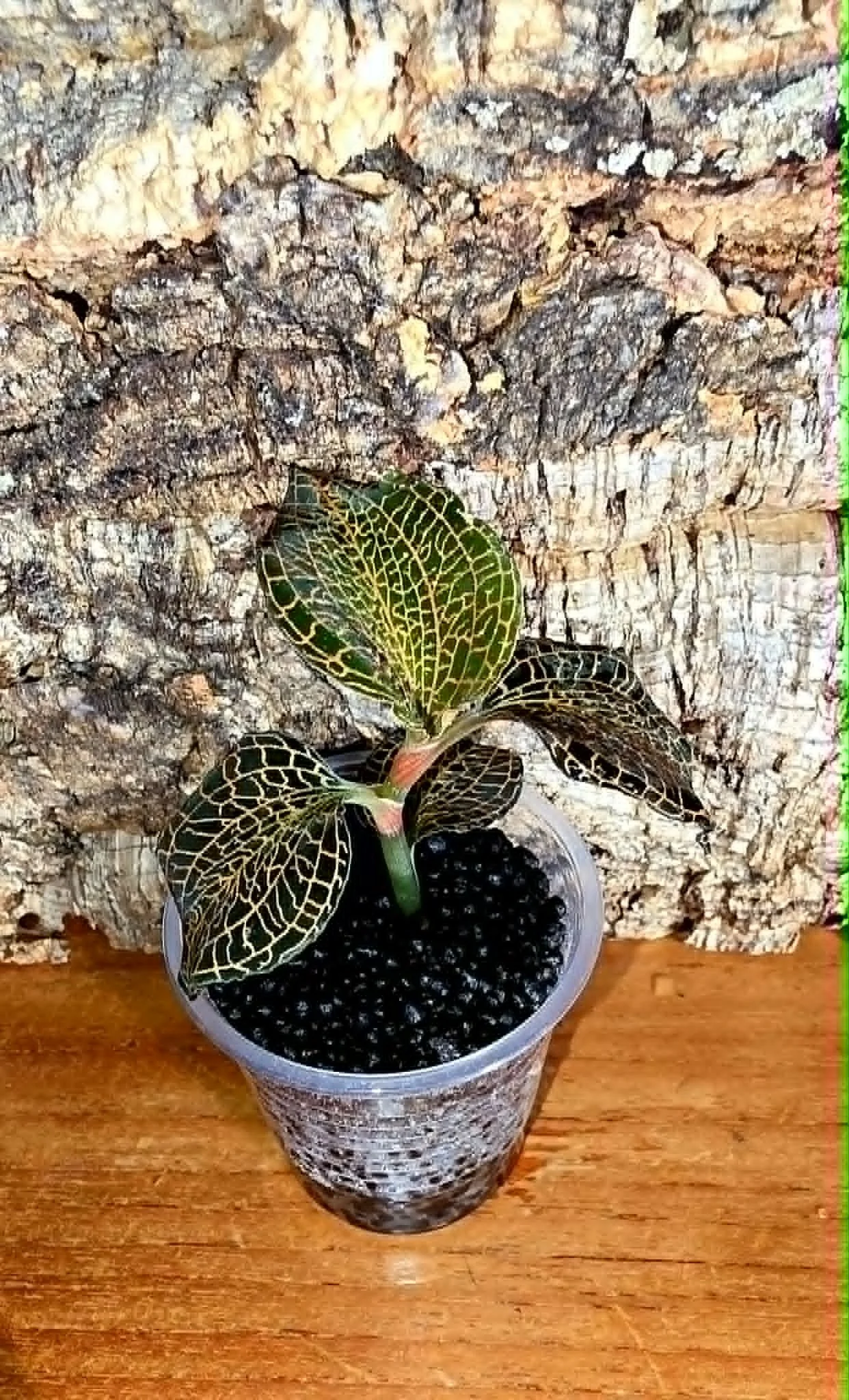Anoechtocilus NOID-1.jpg