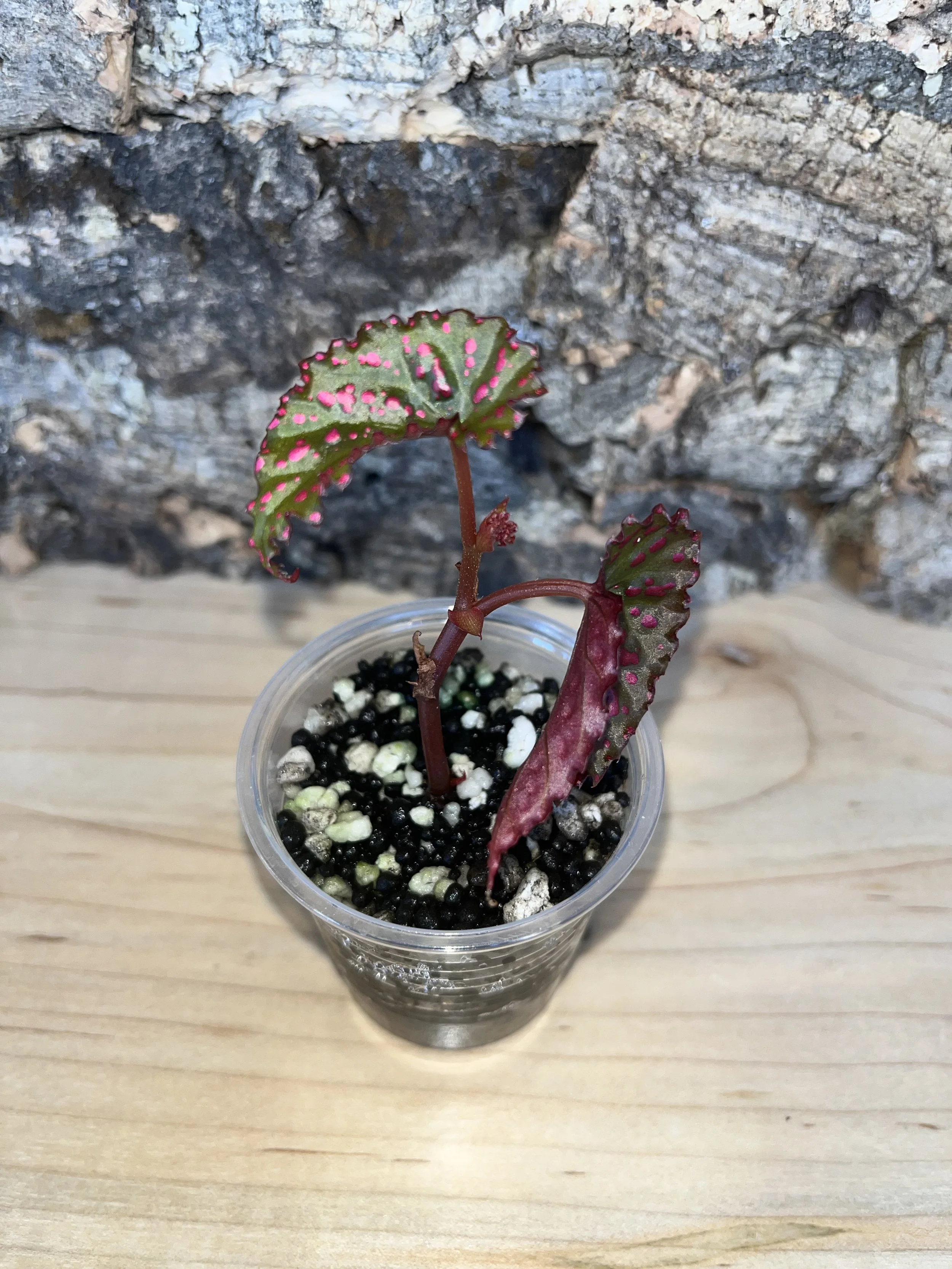 Begonia Negronensis