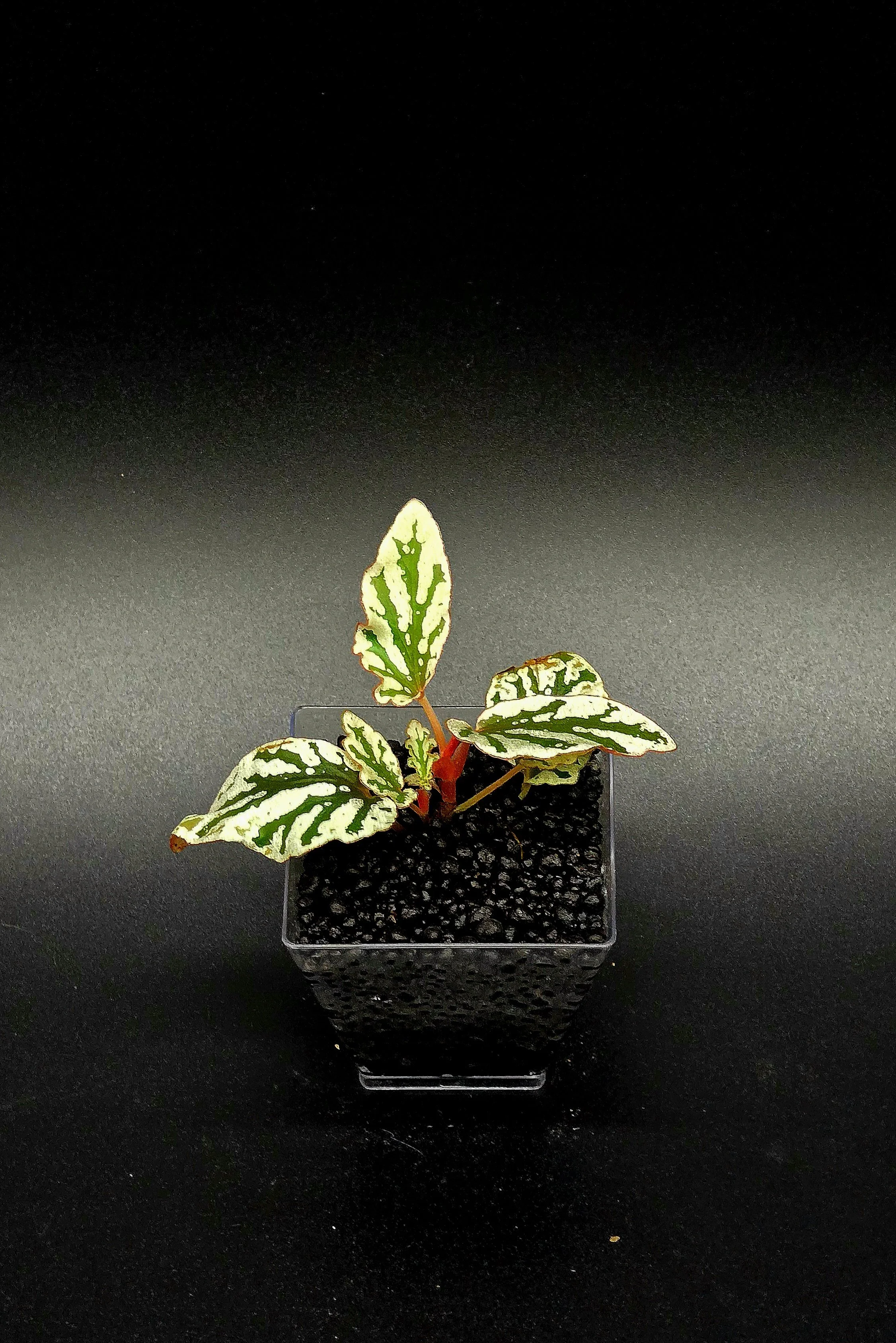 Begonia Spotlight Dark