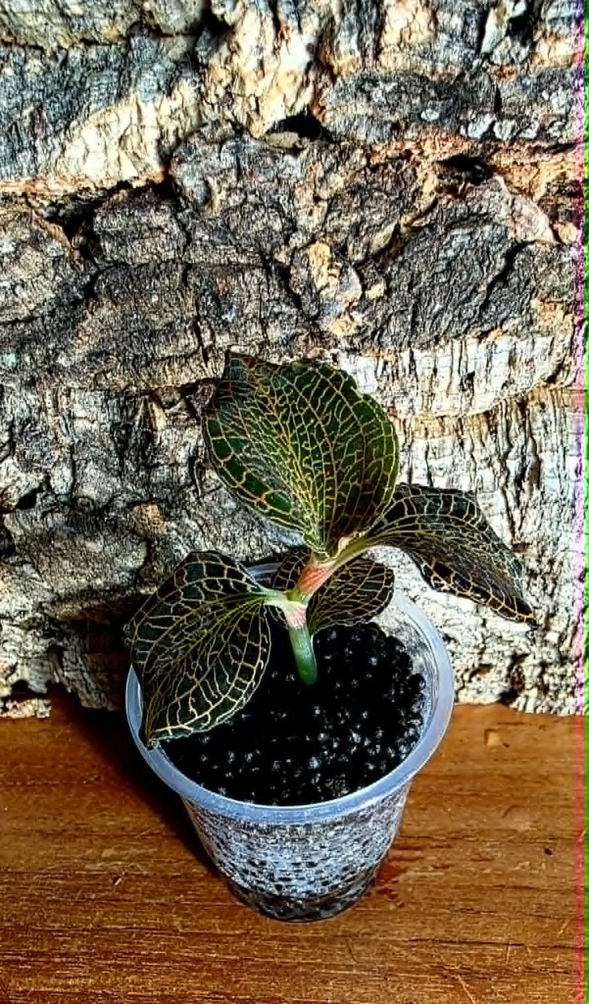 Anoechtocilus NOID