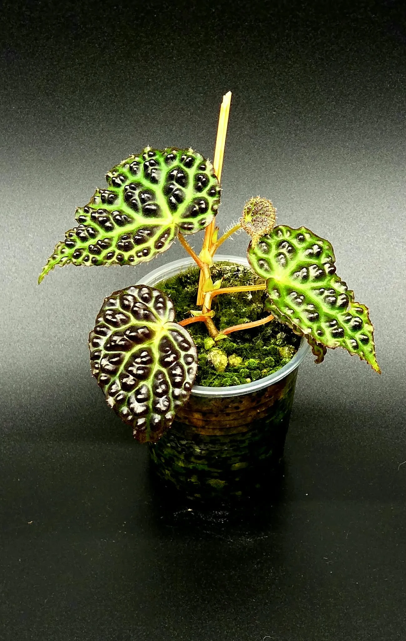 Begonia Dracopelta - Dark Form - A