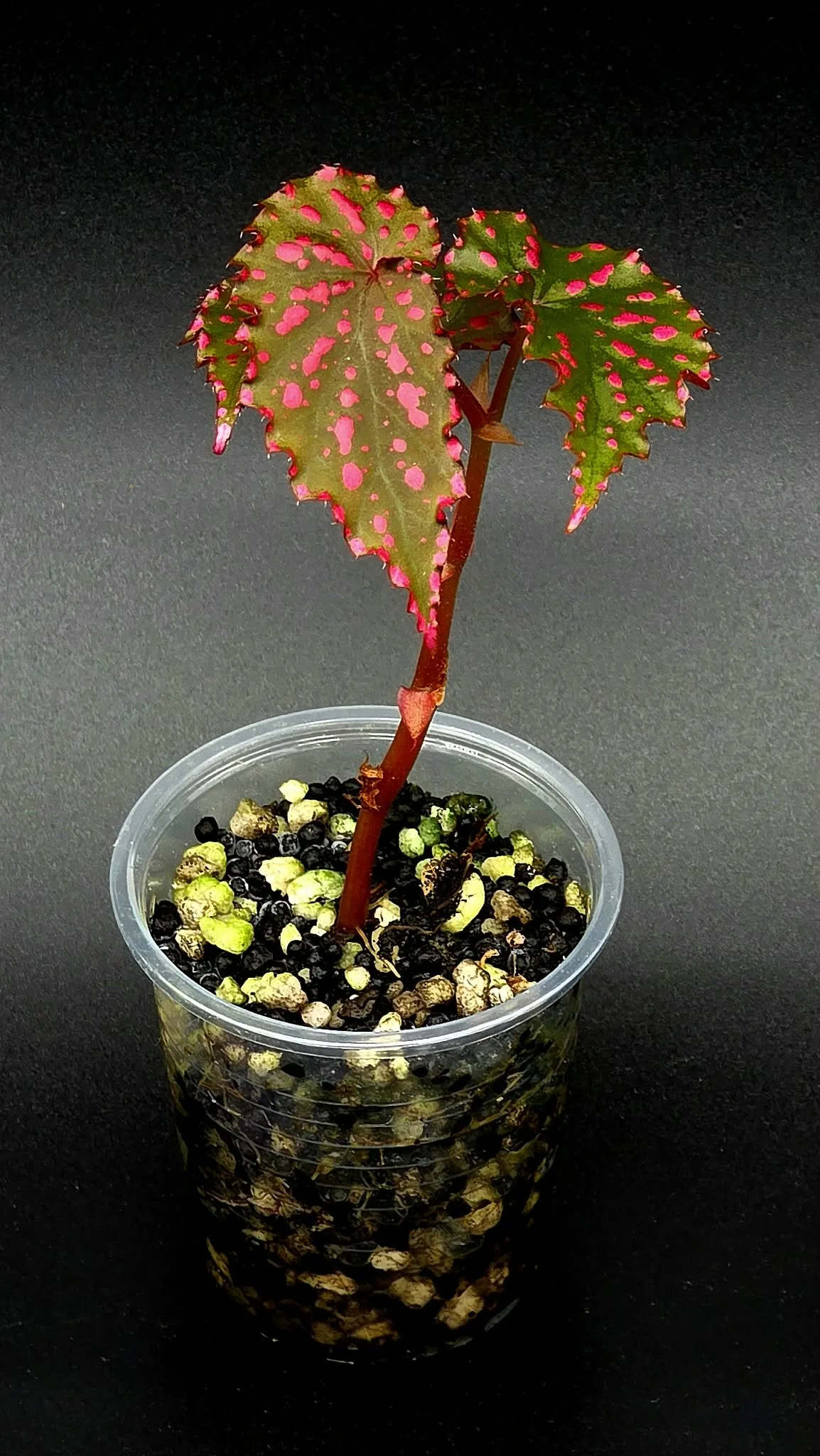 Begonia Negronensis - C