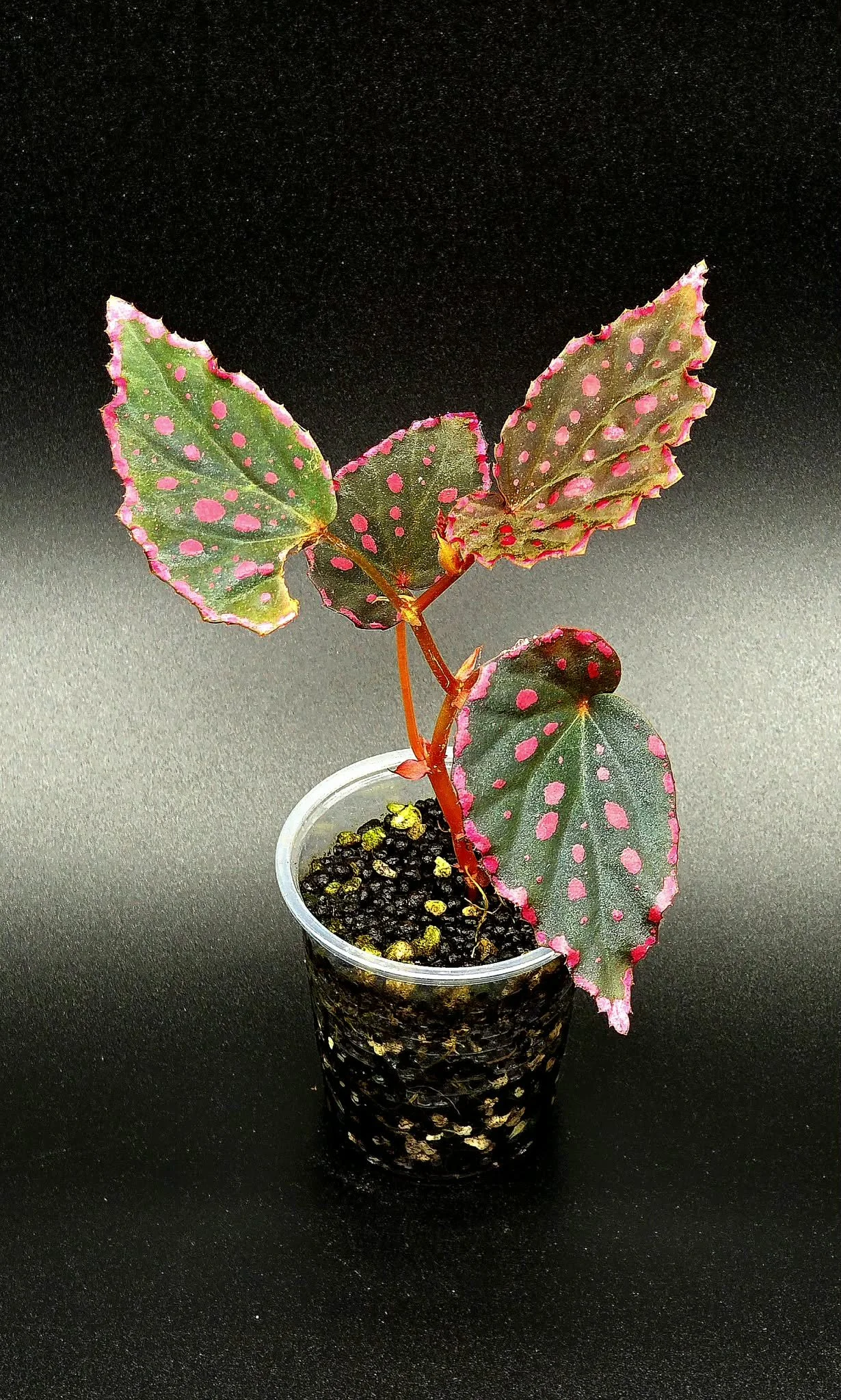 Begonia Darthvaderiana x Negronensis - B