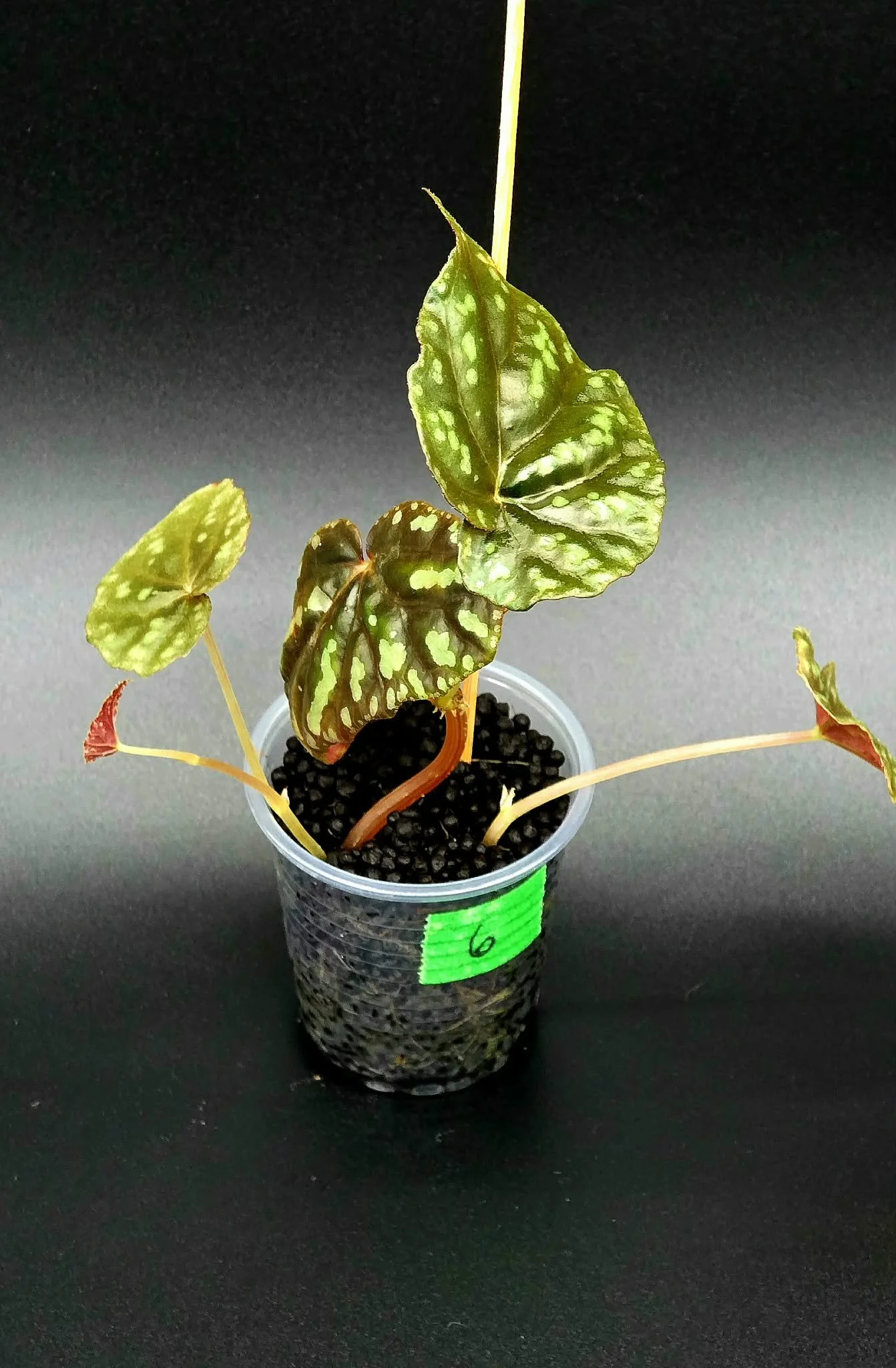 Begonia Variabilis - A