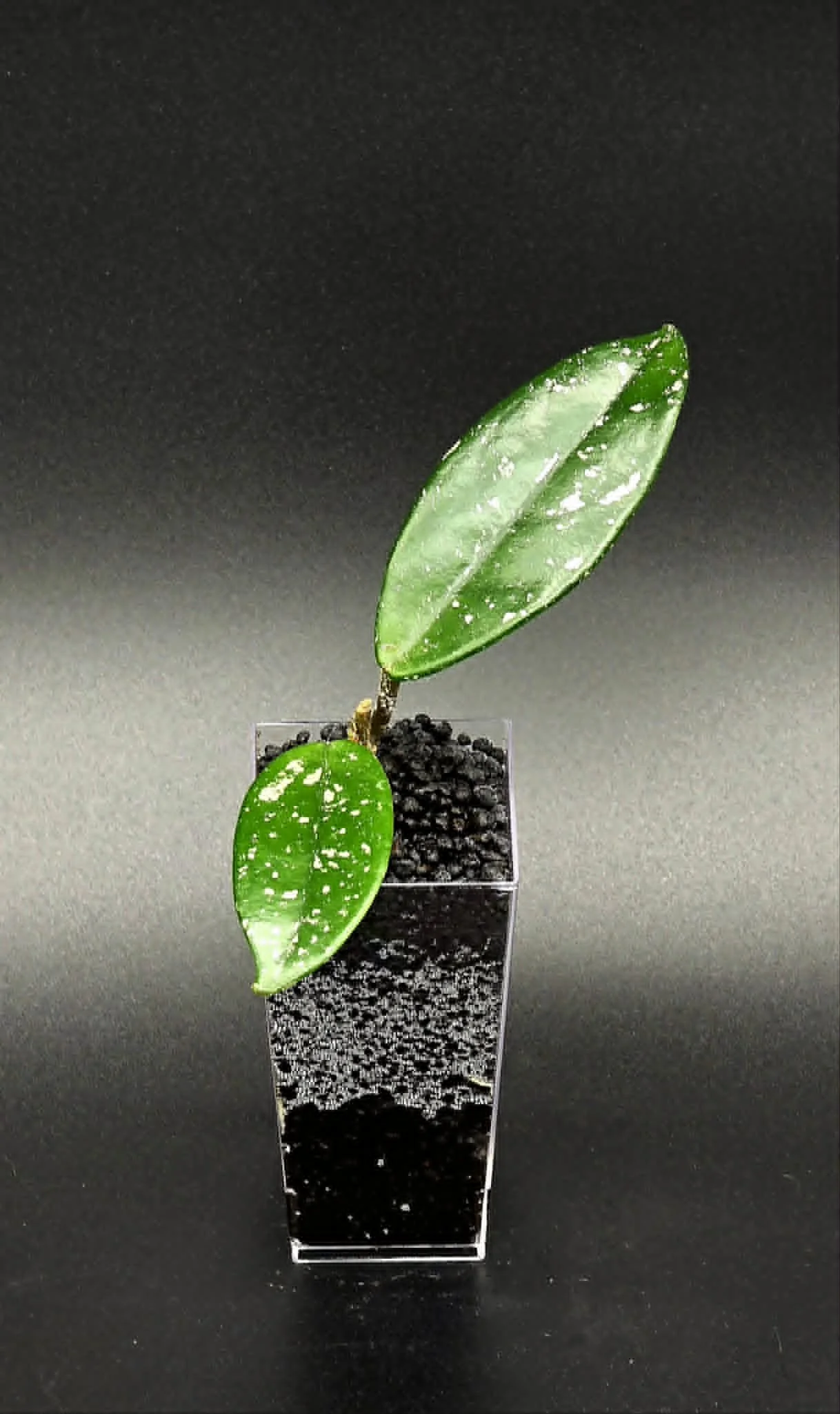 Hoya Wilbur Graves - E