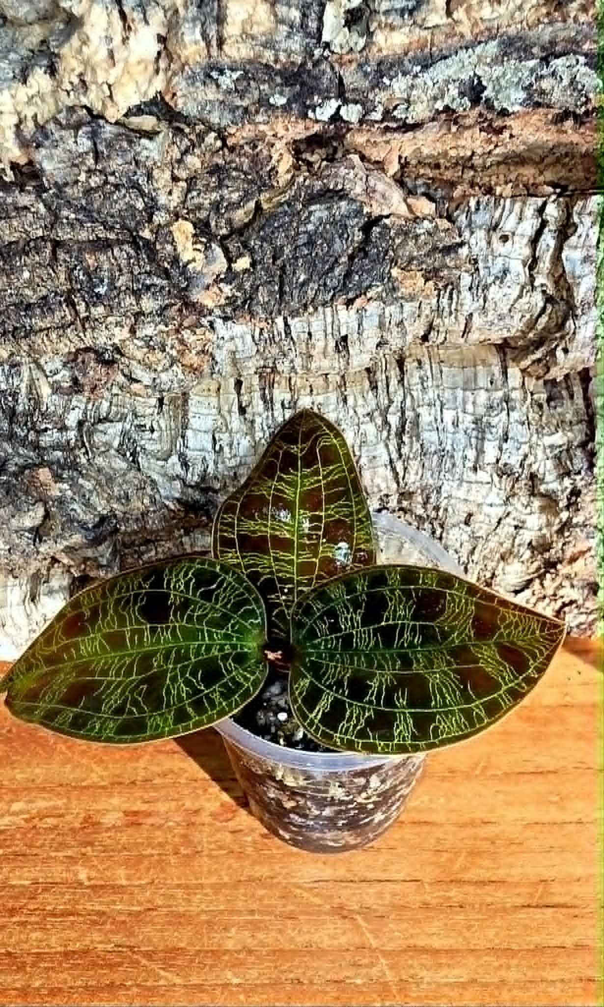Macodes Petola Var. Kalimantan 1.jpg
