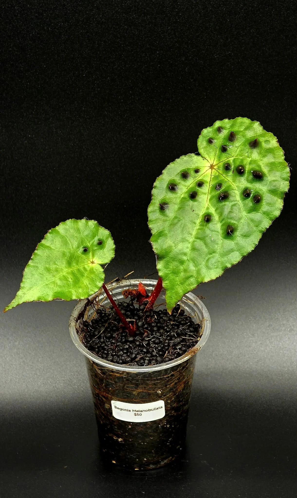 Begonia Melanobullata