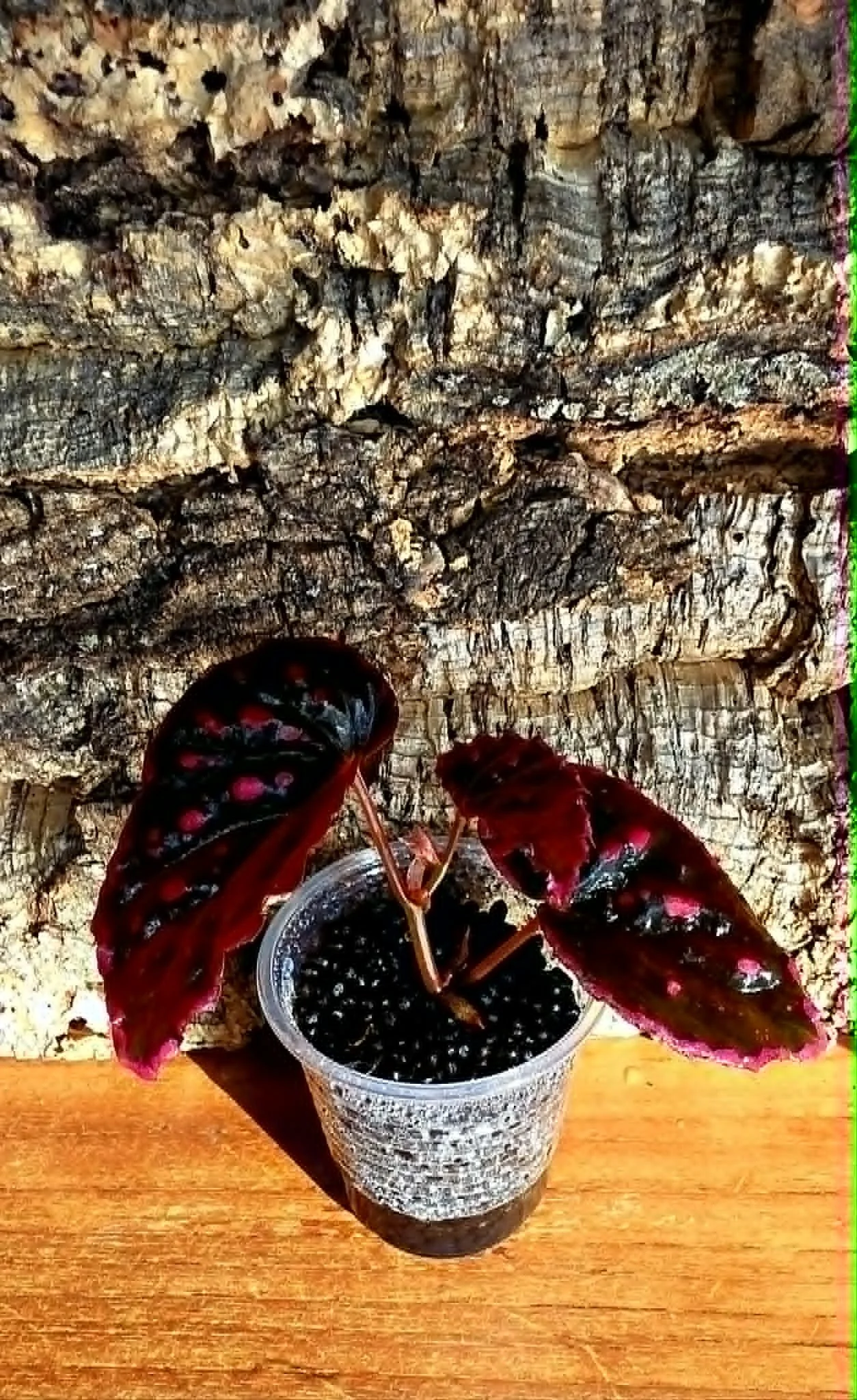 Begonia Darthvaderiana x Negronensis4.jpg