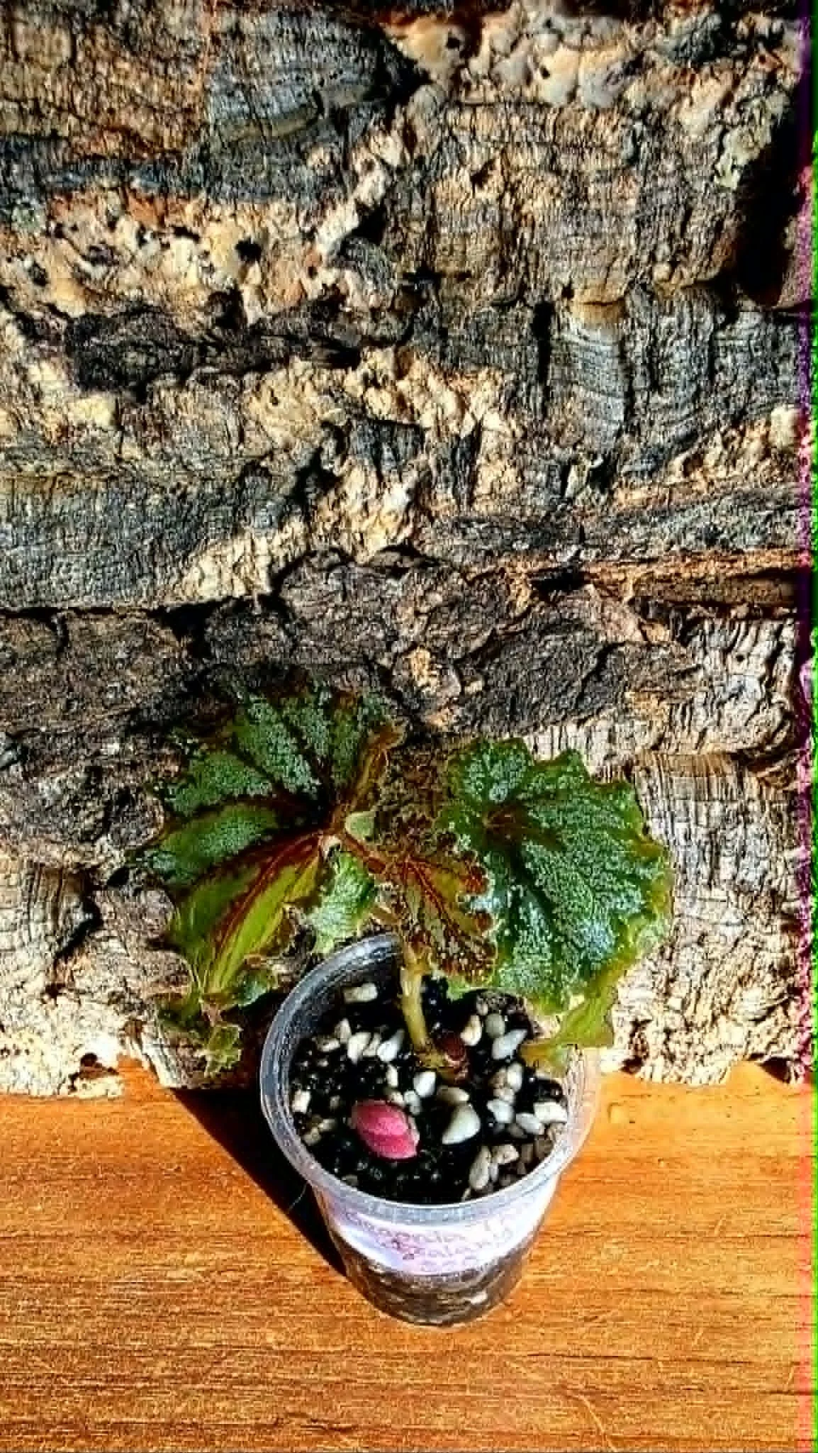 Begonia Thai Galaxy3.jpg