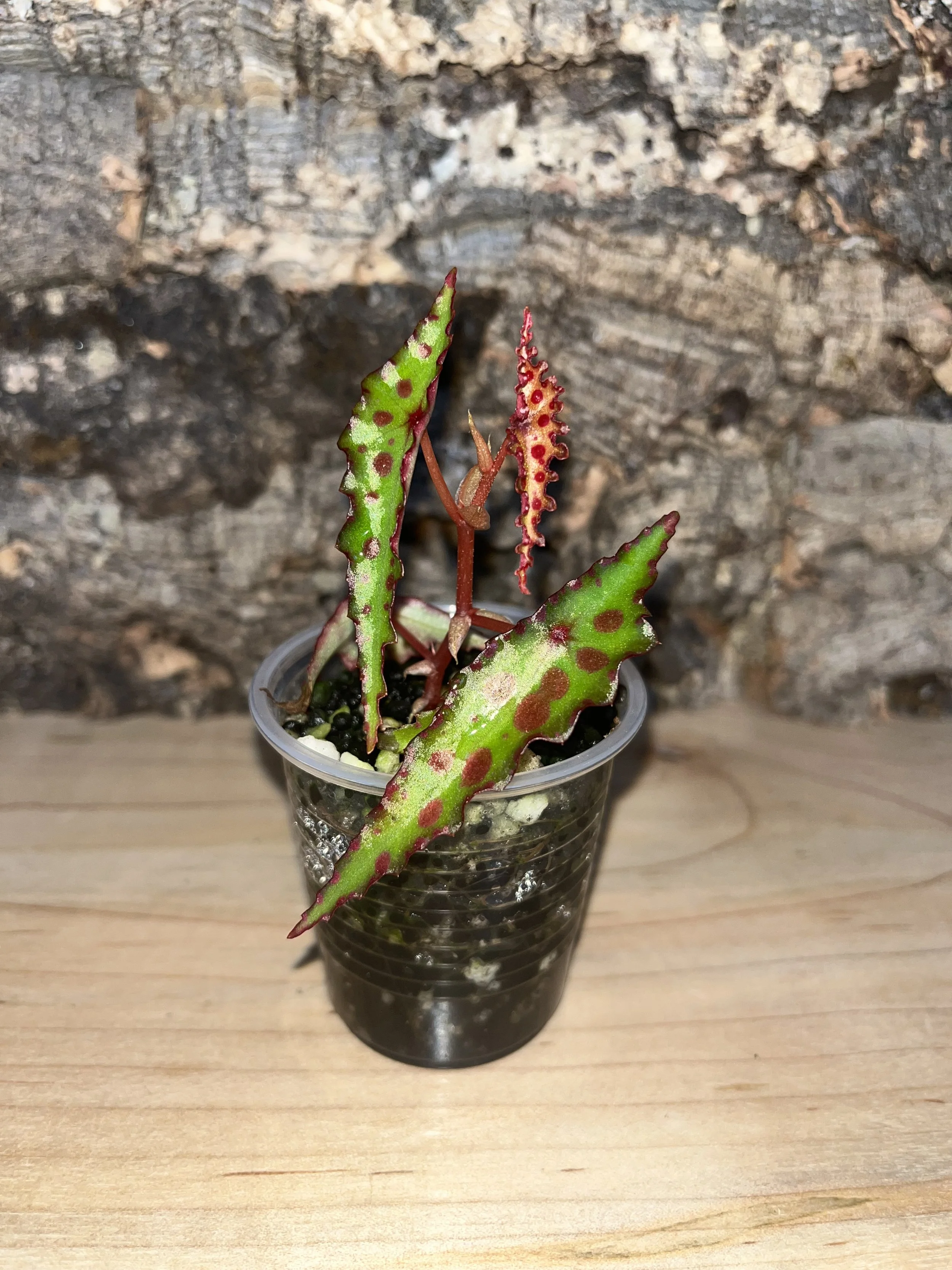 Begonia Amphioxus.jpeg