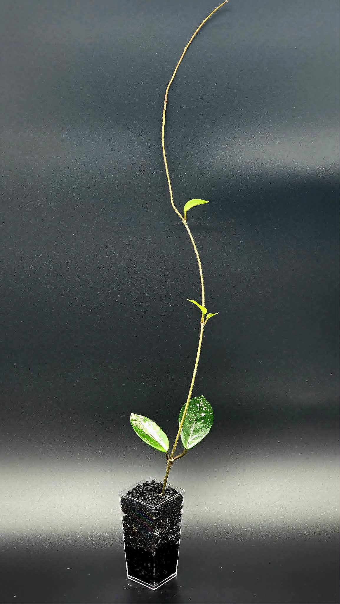 Hoya Wilbur Graves China - G.jpg