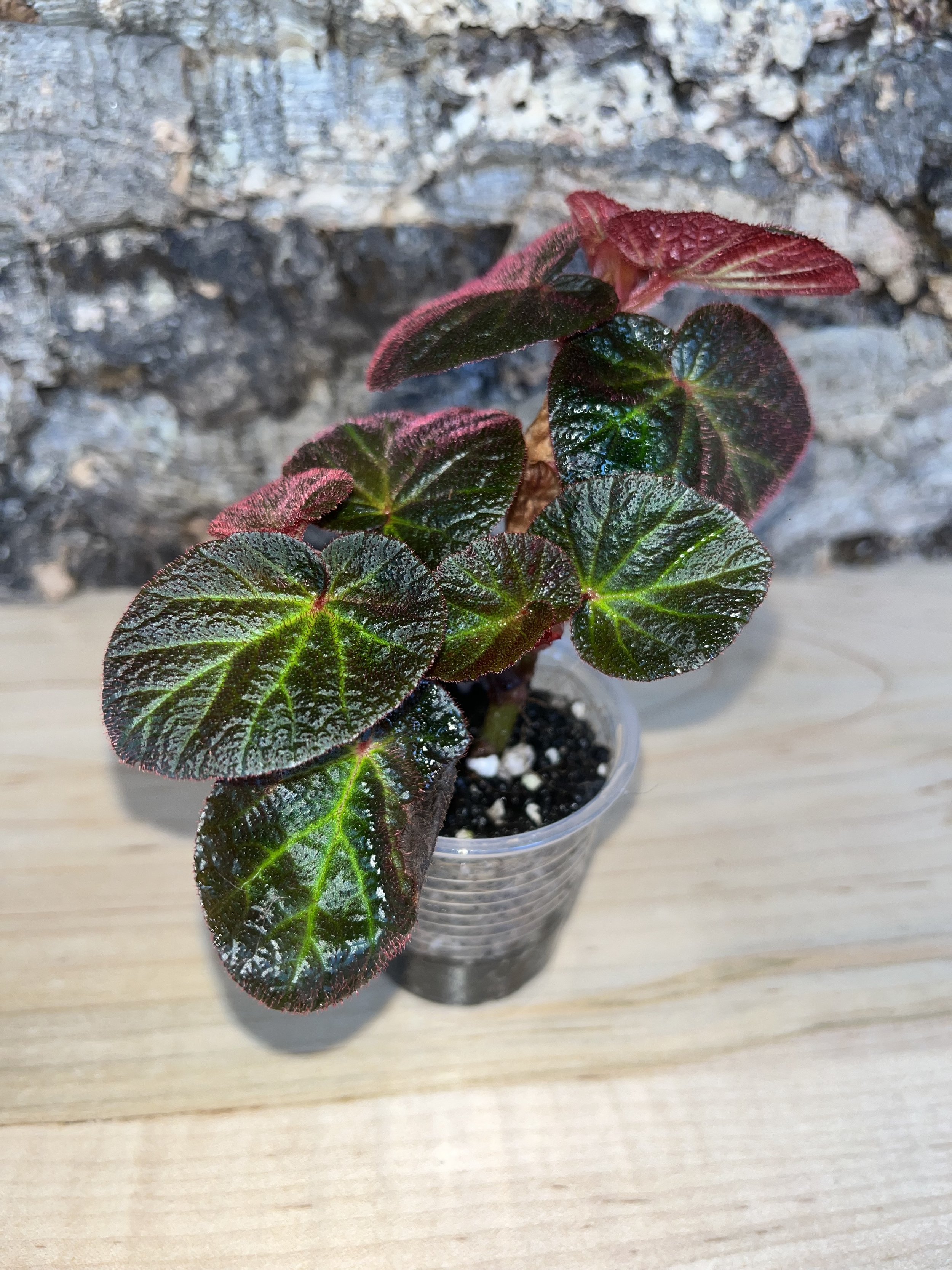 Begonia Manaus