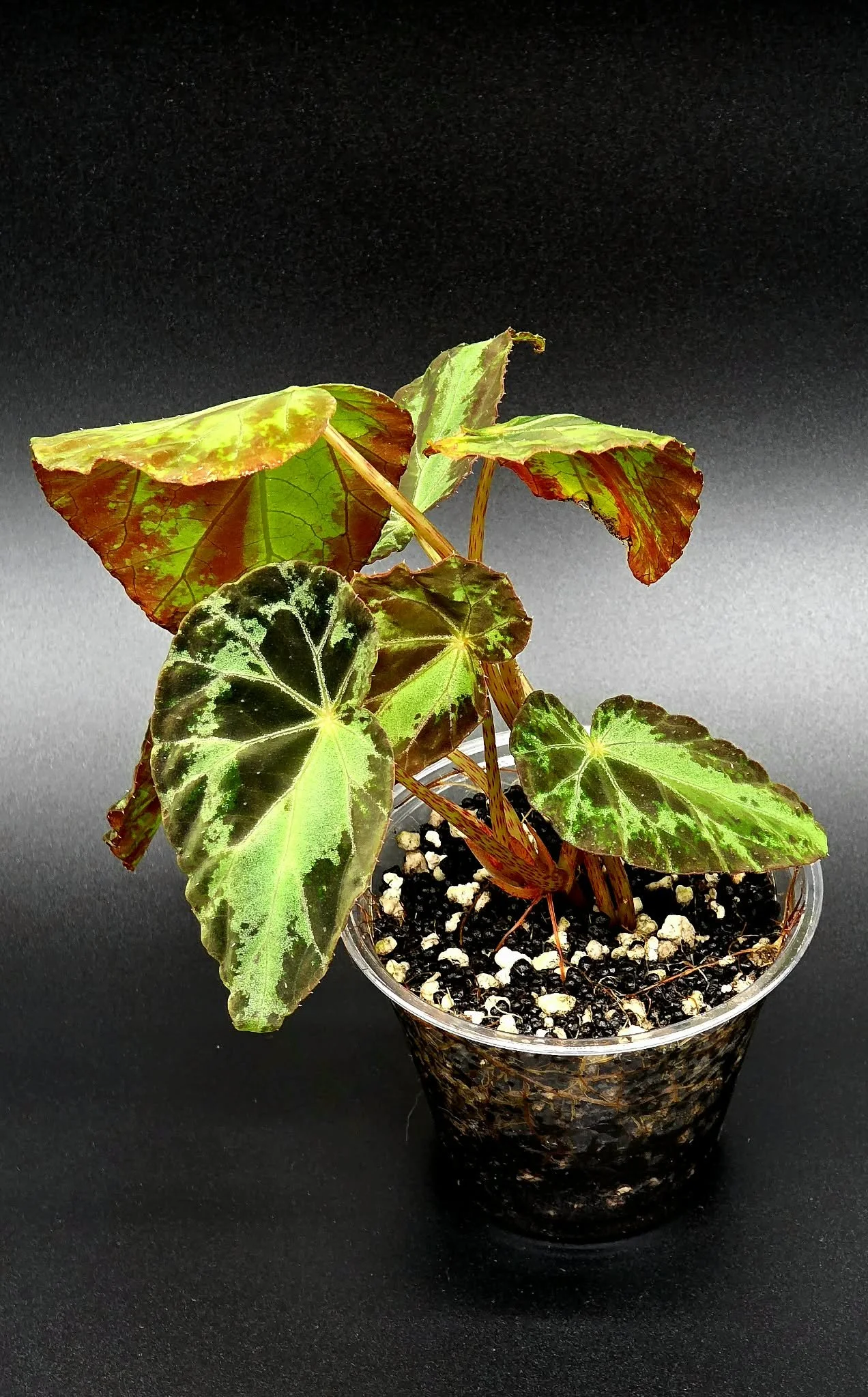 Begonia Burkillii Silver A2.jpg