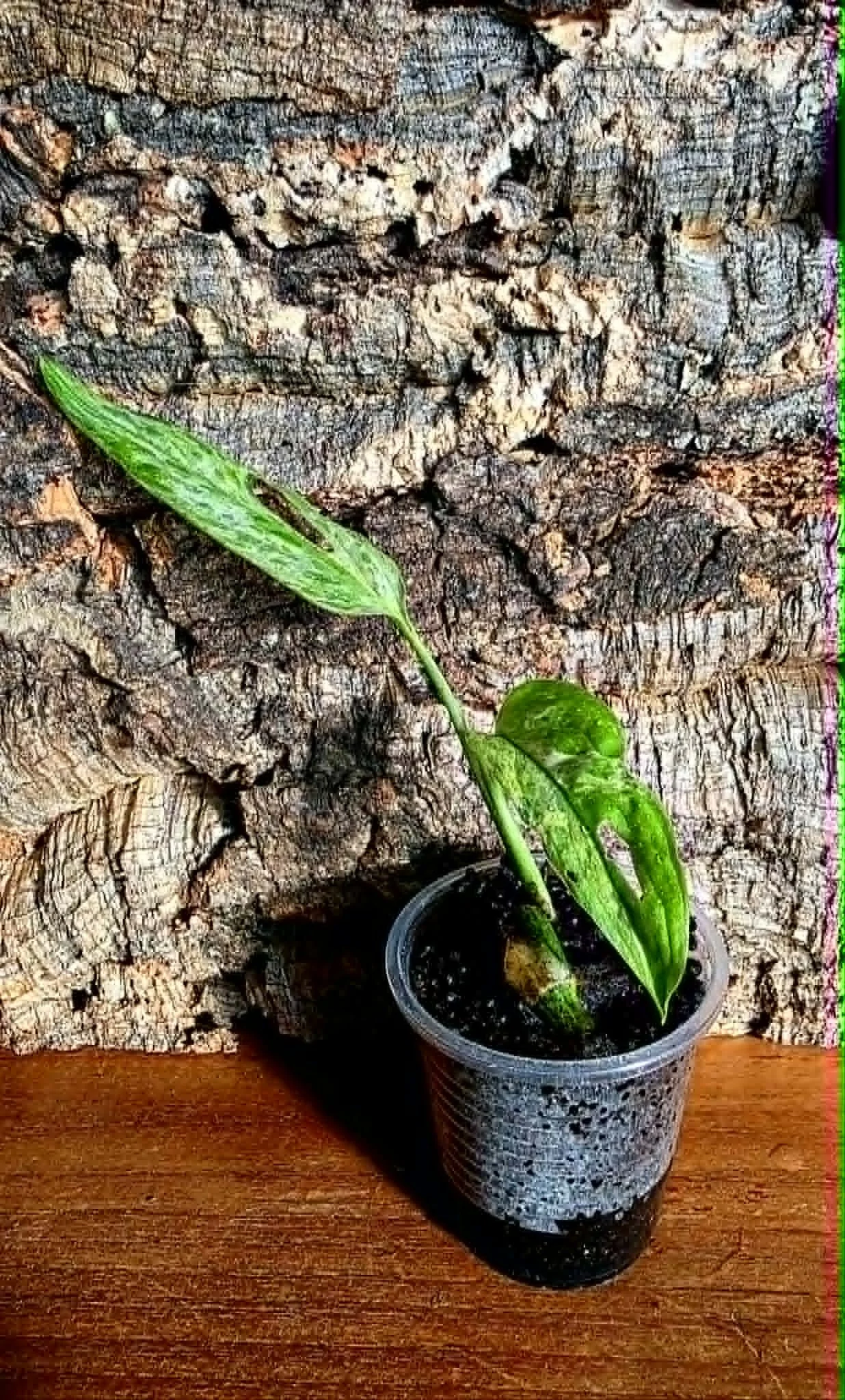 Monstera Adansonii Indonesian Marble