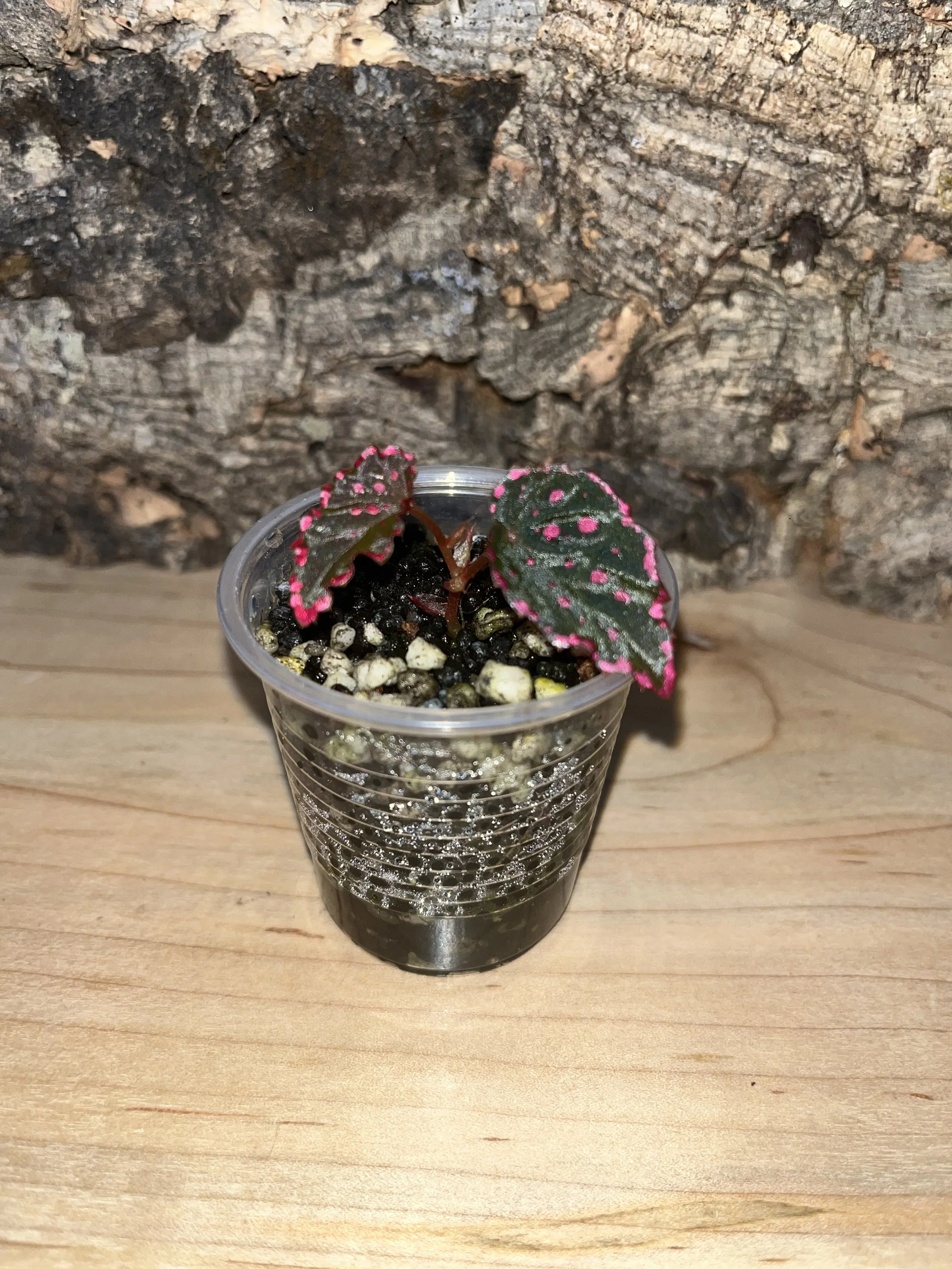 Begonia Darthvaderiana x Negrosensis.jpeg