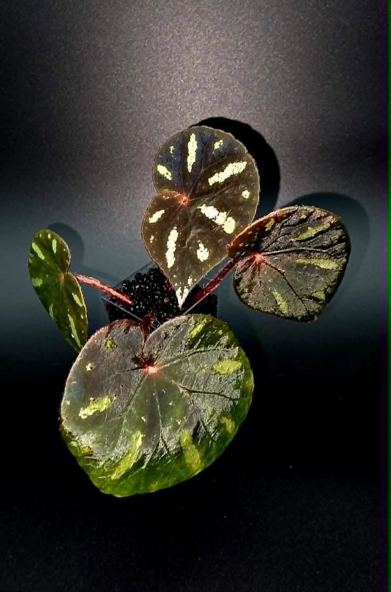 Begonia Barosma B2.jpg