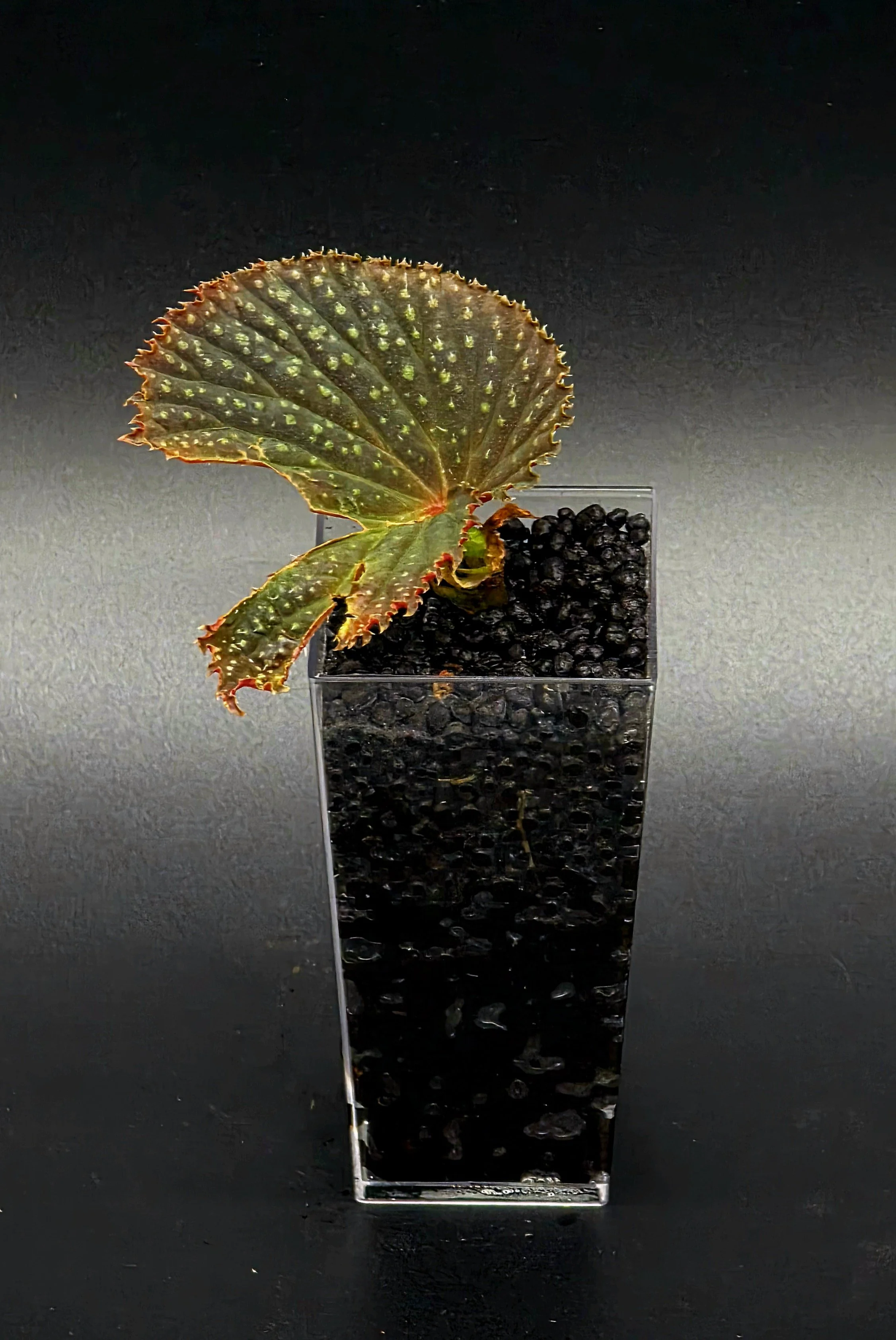 Begonia Mr. Freckles (NOID)