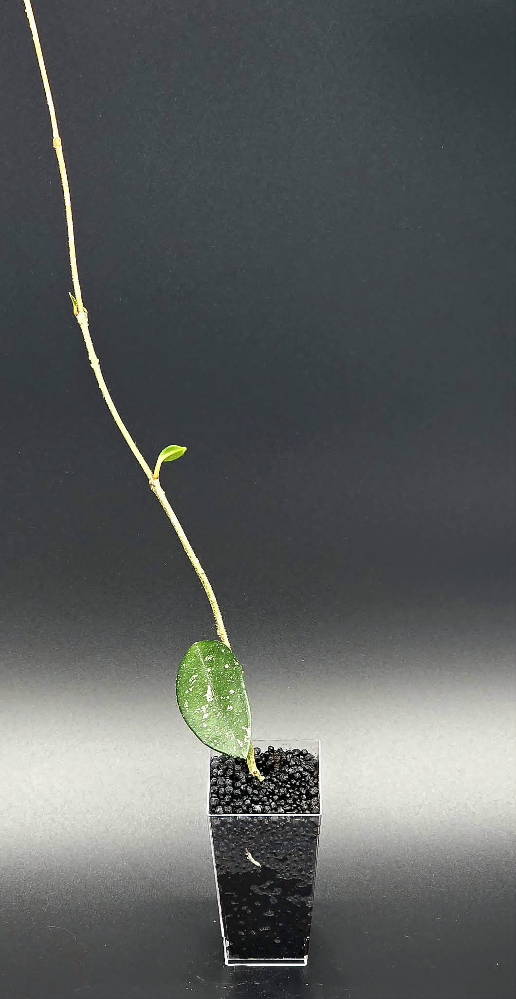 Hoya Wilbur Graves China - F