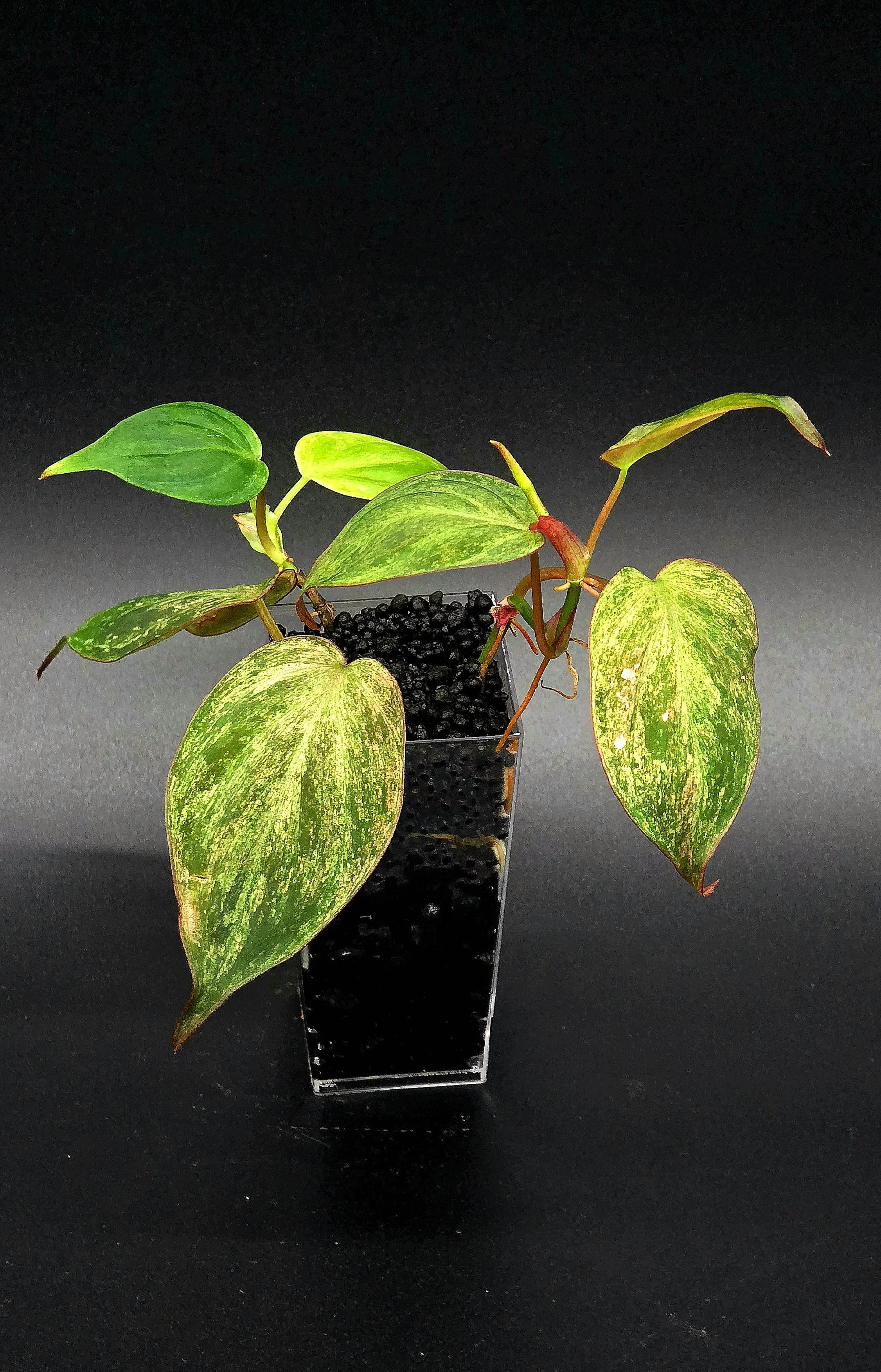 Philodendron Micans Pink Mint