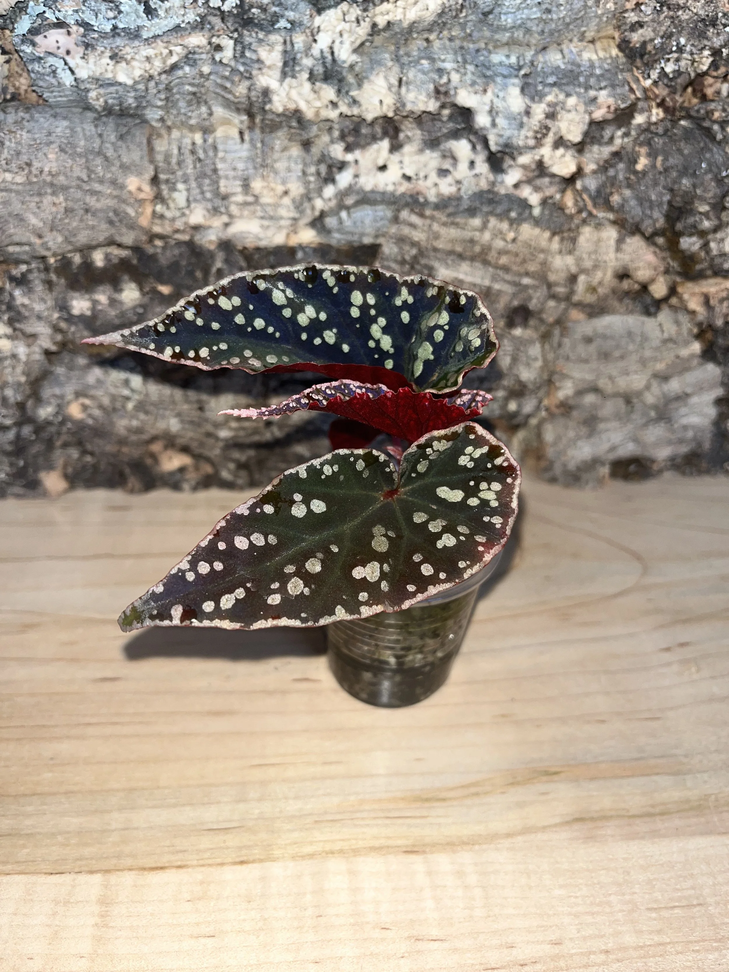 Begonia Darthvaderiana x Variabilis .jpeg