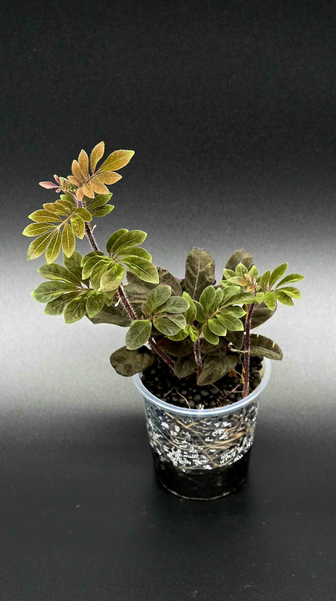 Solanum Uleanum - A2.jpg