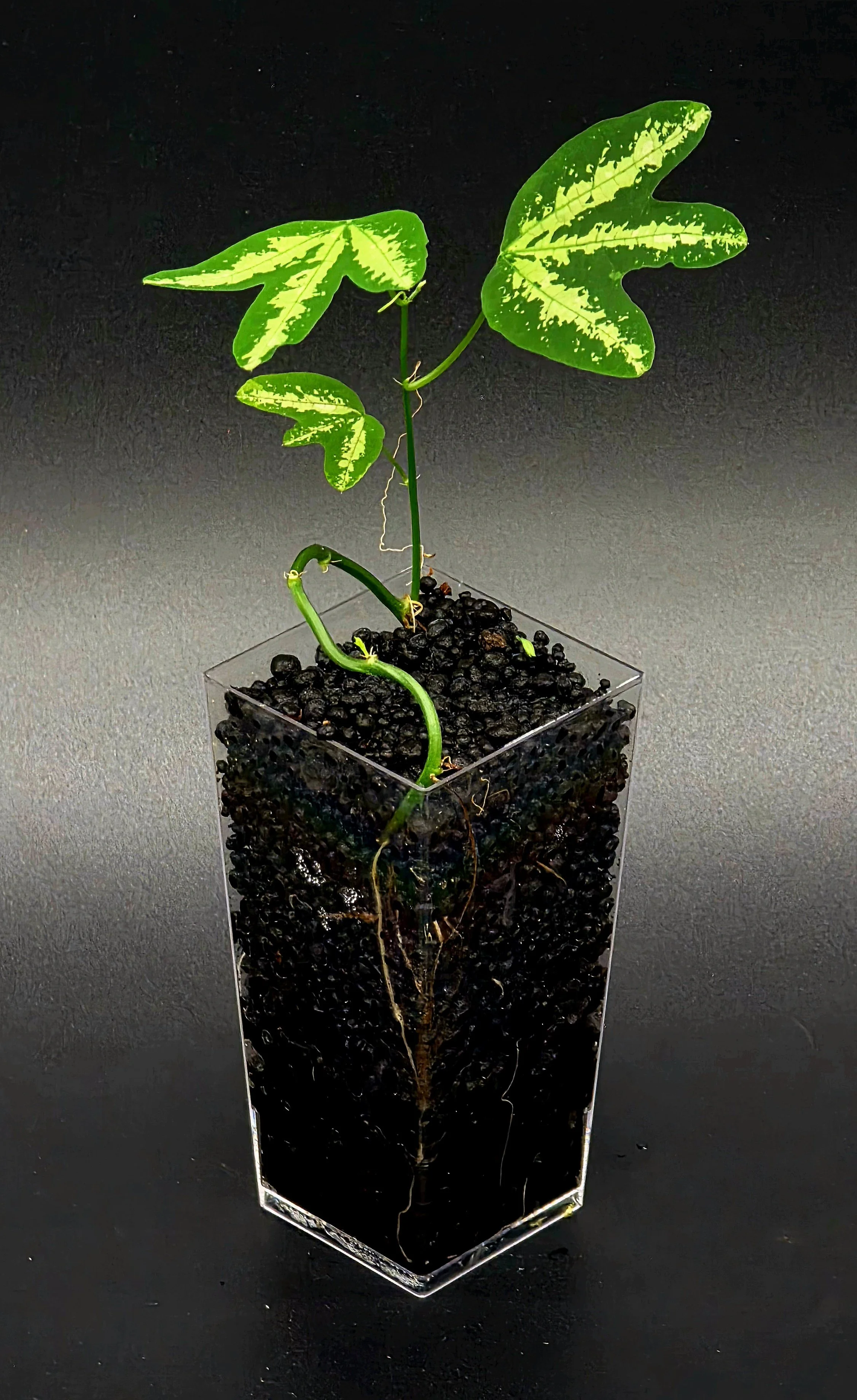 Passiflora Trifasciata