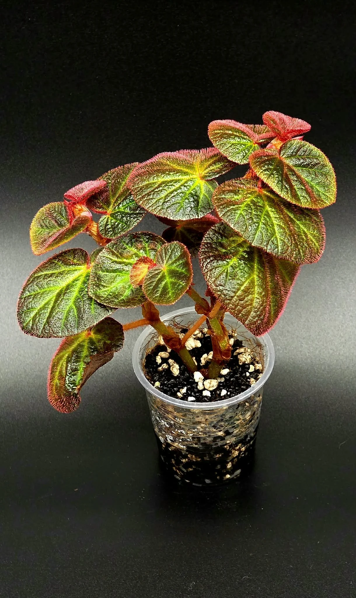 Begonia Manaus - A