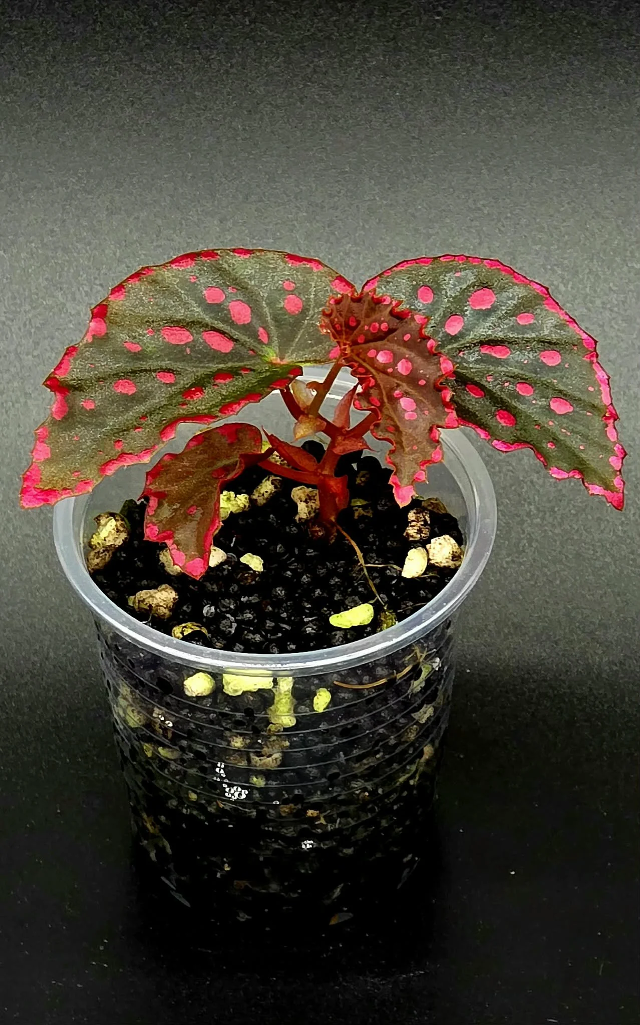 Begonia Darthvaderiana x Negronensis - C