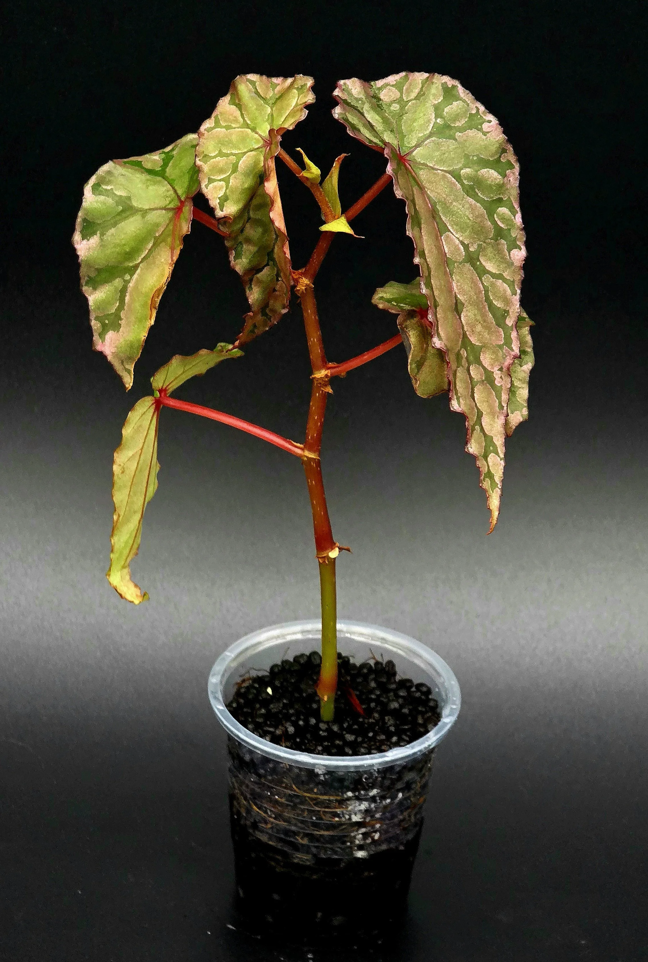 Begonia Amphioxous x Chloristica