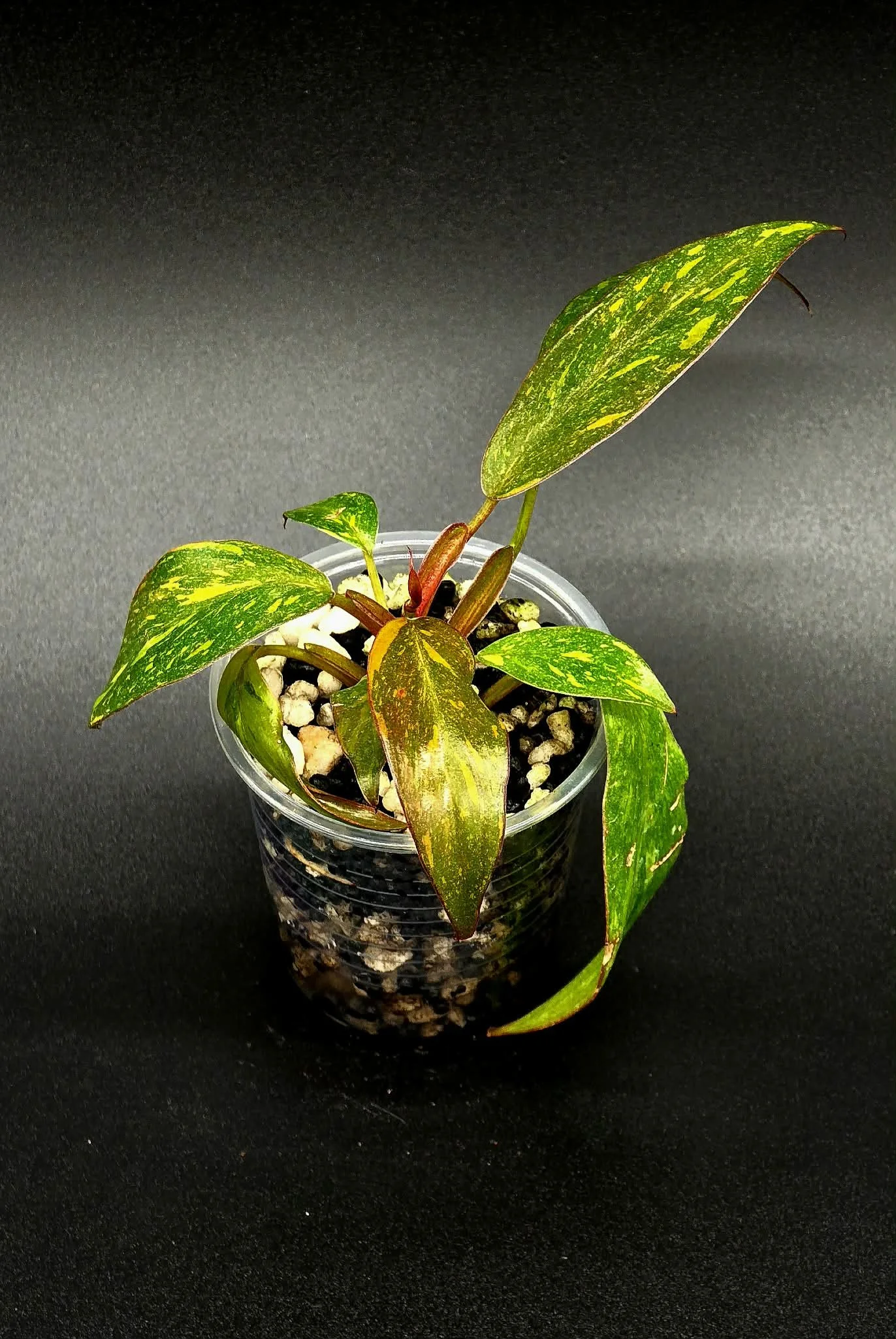 Philodendron Orange Princess