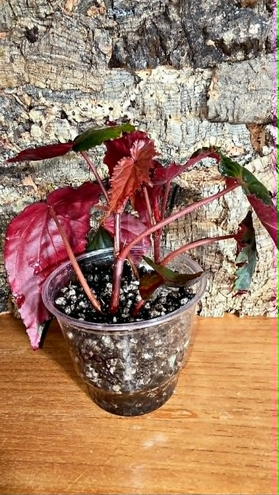 Begonia Pavonina x Amphioxus Dark Form