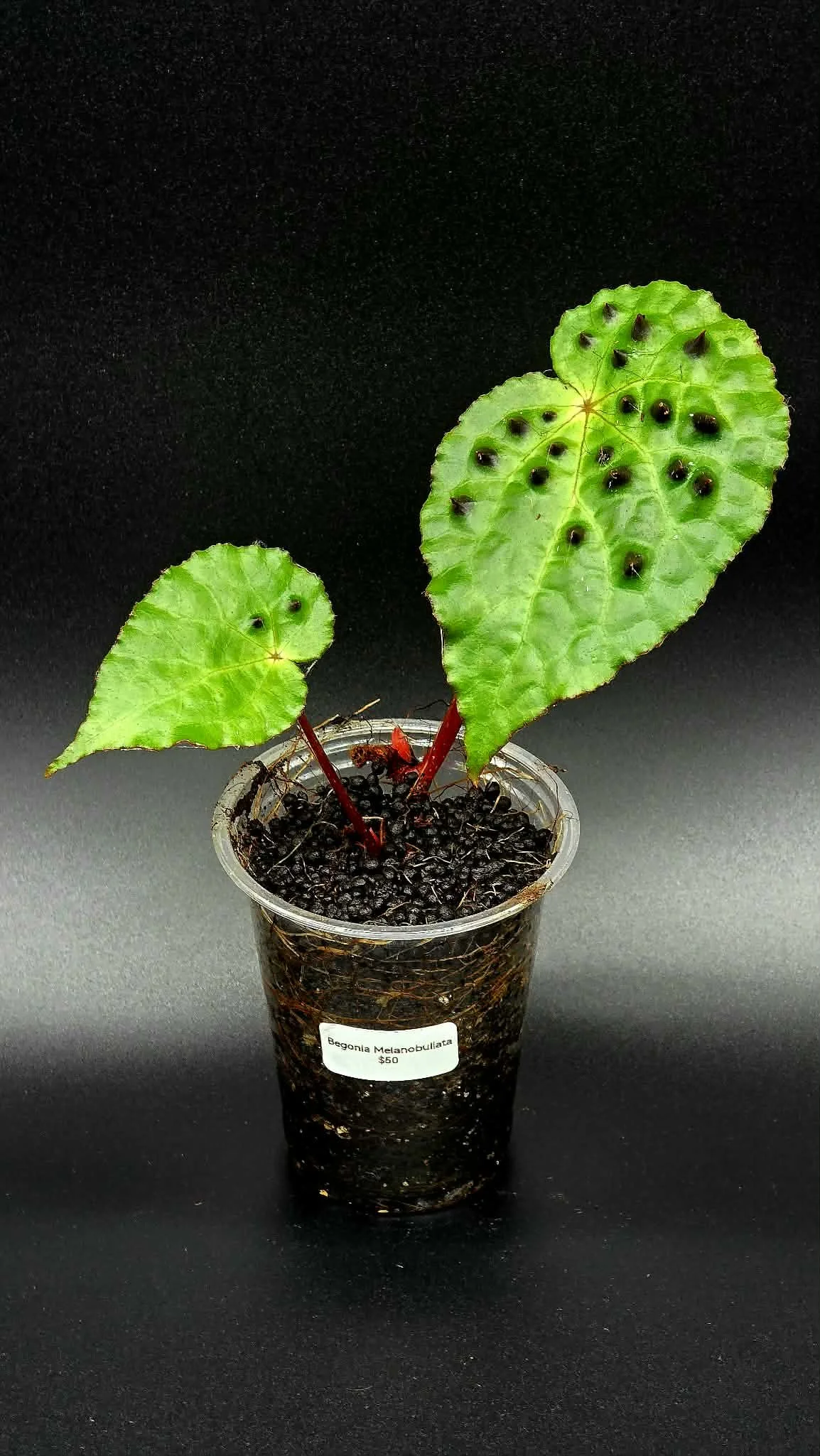 Begonia Melanobullata A2.jpg