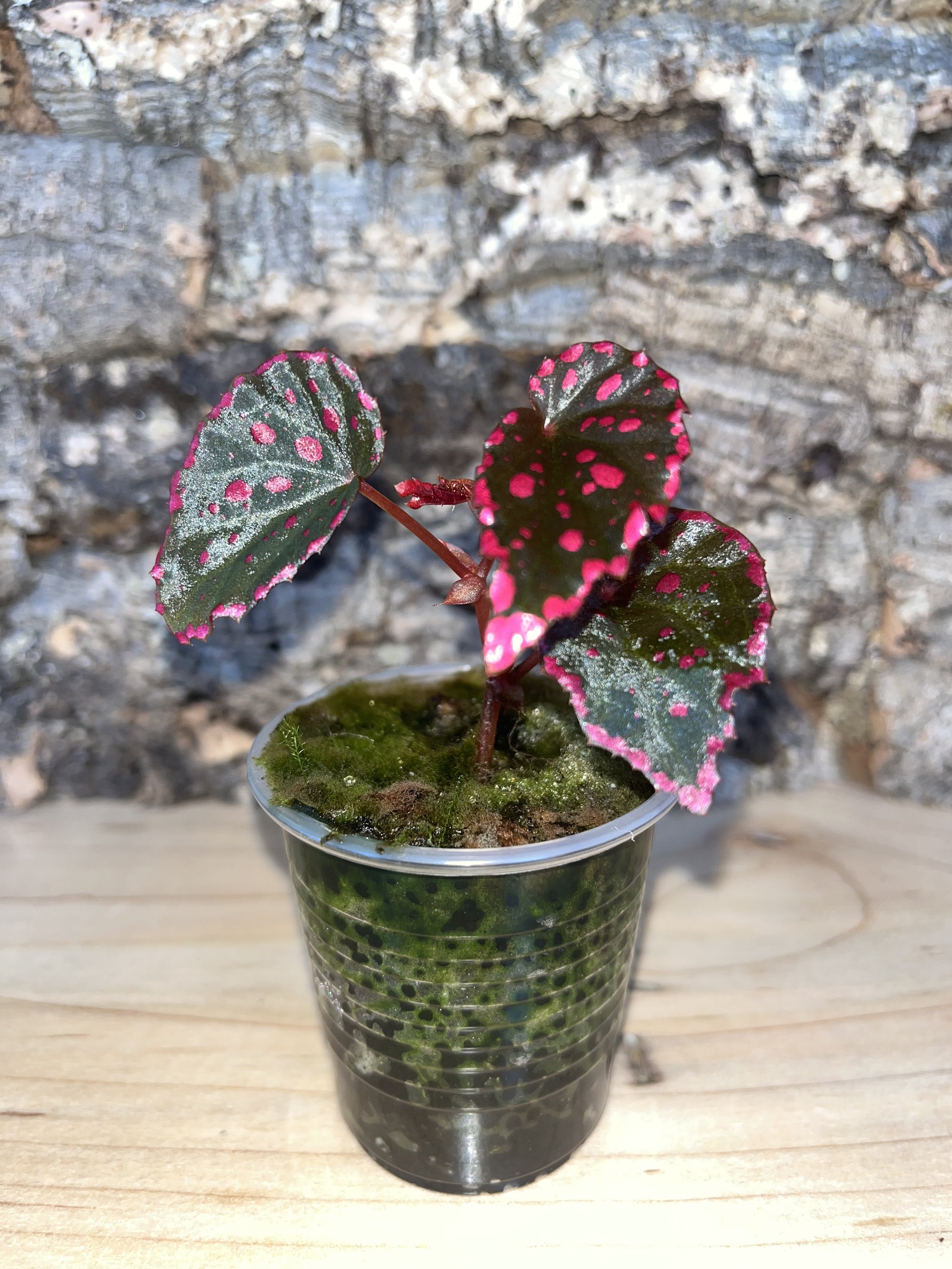 Begonia Darthvaderiana x Negronensis