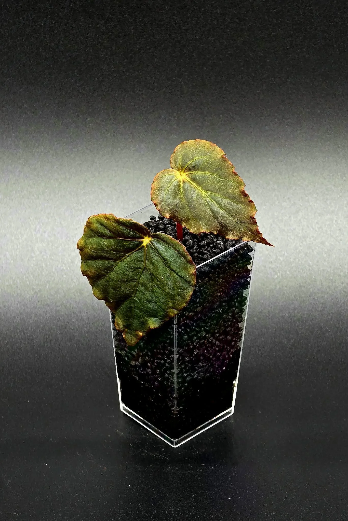 Begonia Pavonina A2.jpg