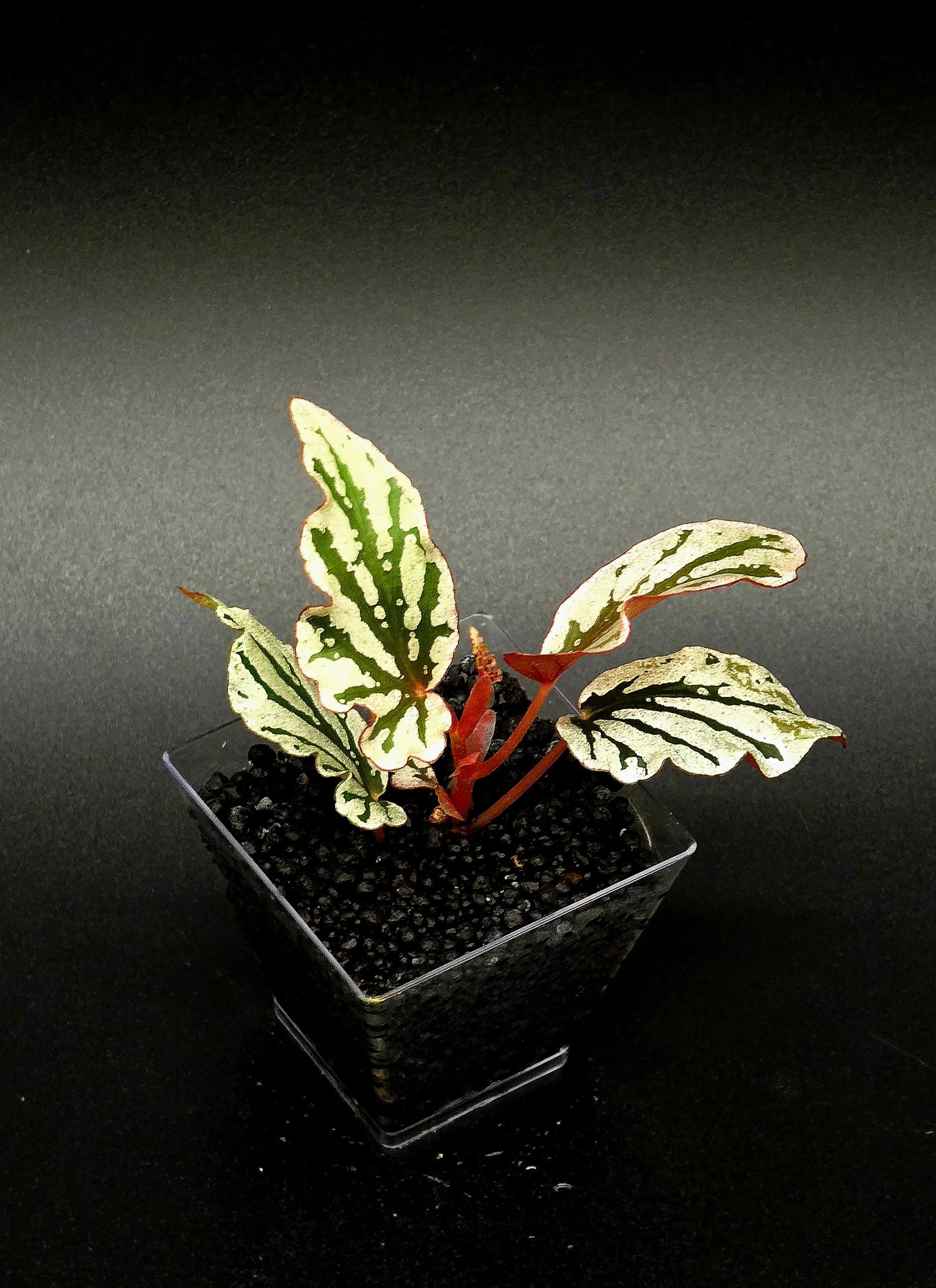 Begonia Spotlight Dark