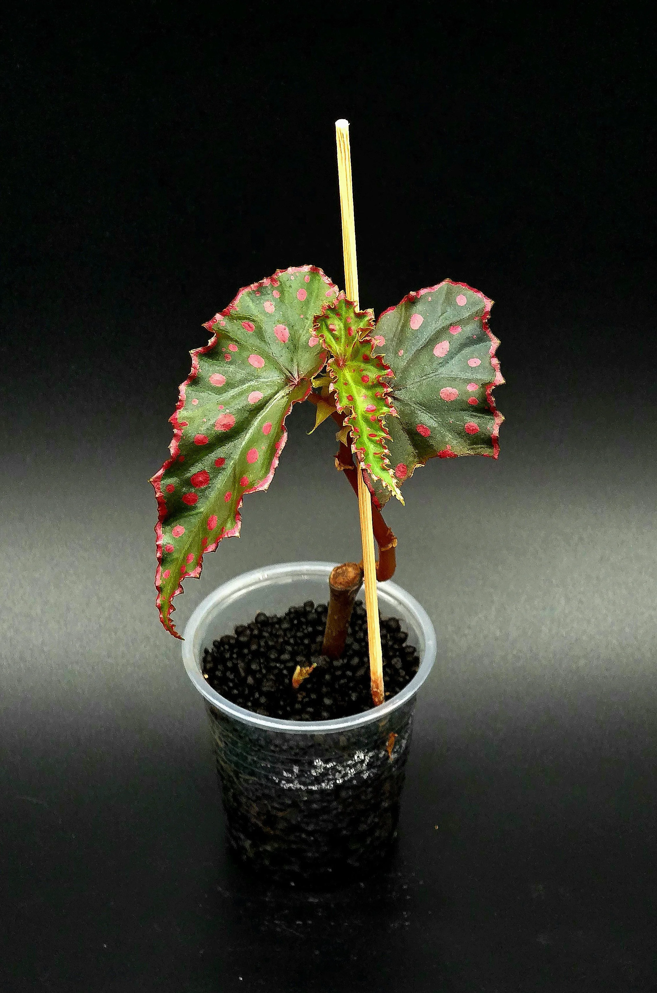 Begonia Amphioxous x Darthvaderiana