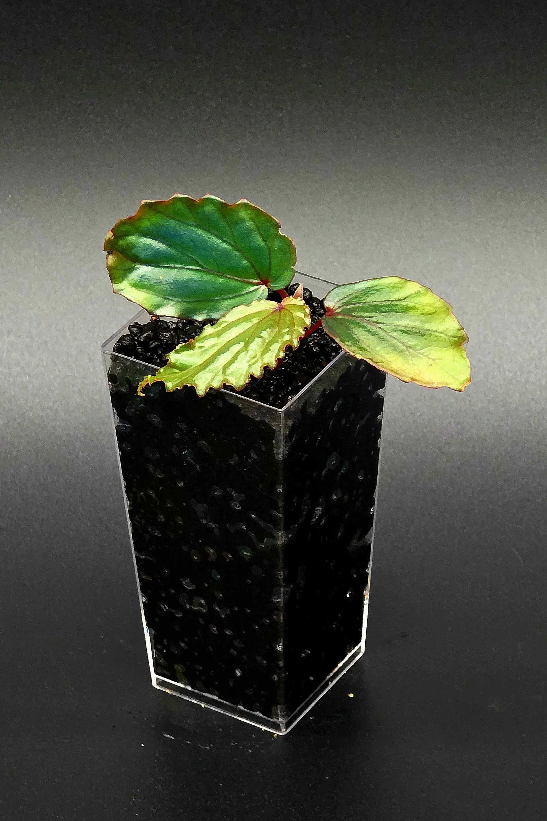 Begonia Kapuashuluensis