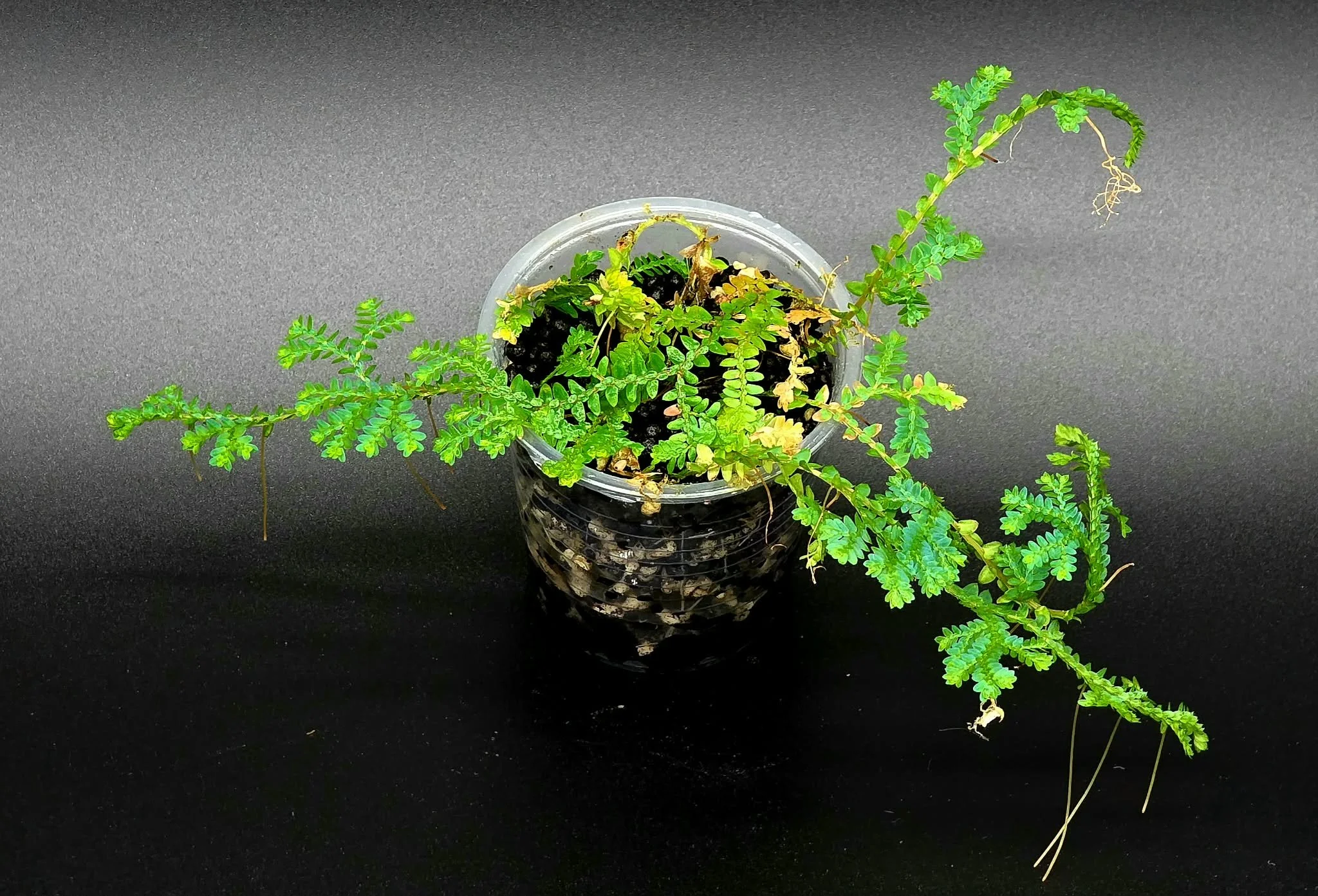 Selaginella Uncinata