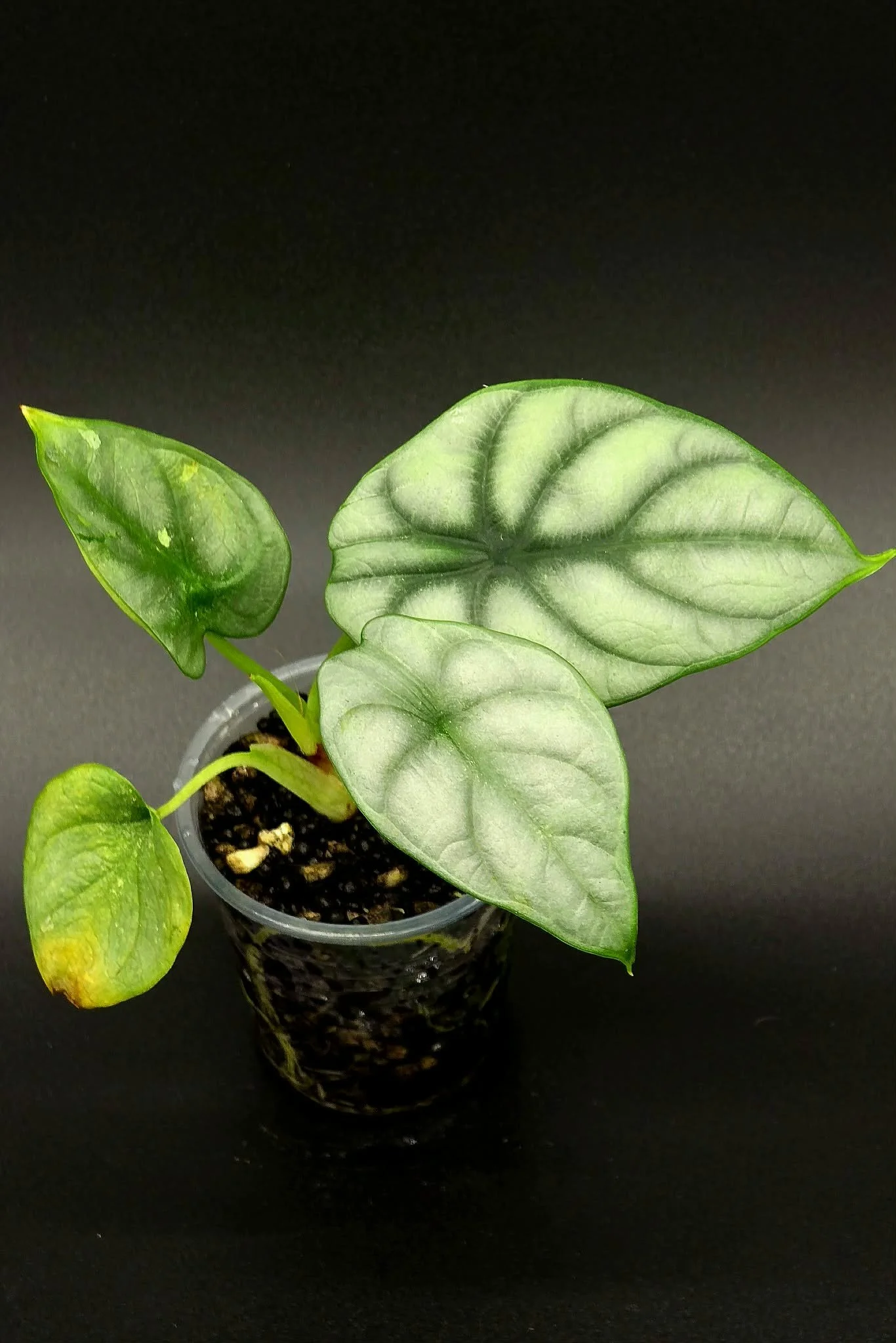Alocasia 'Silver Dragon' Variegated - B