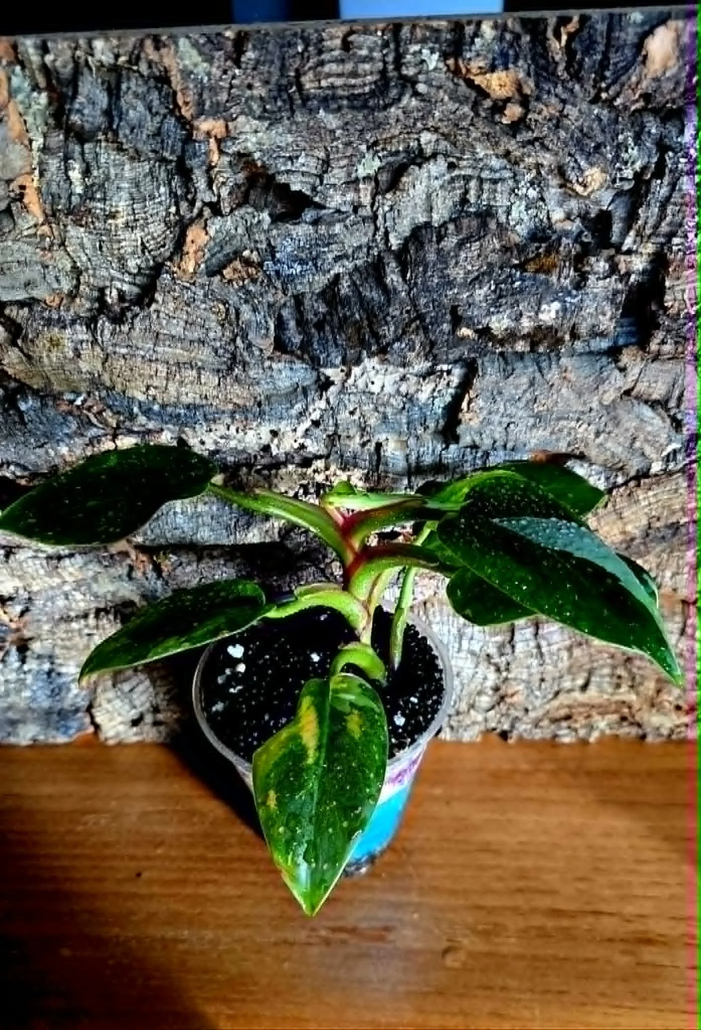 Philodendron White Princess