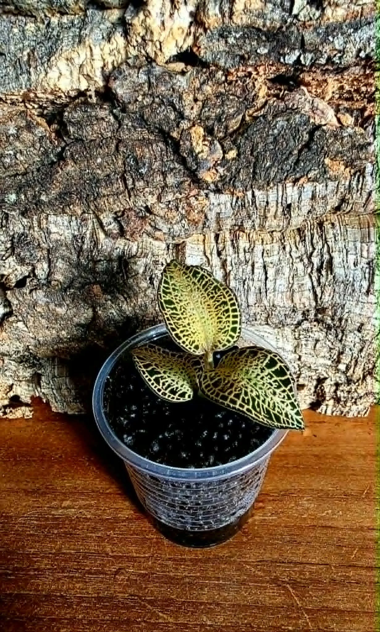 Anoechticilus Roxburghii "White Gold"
