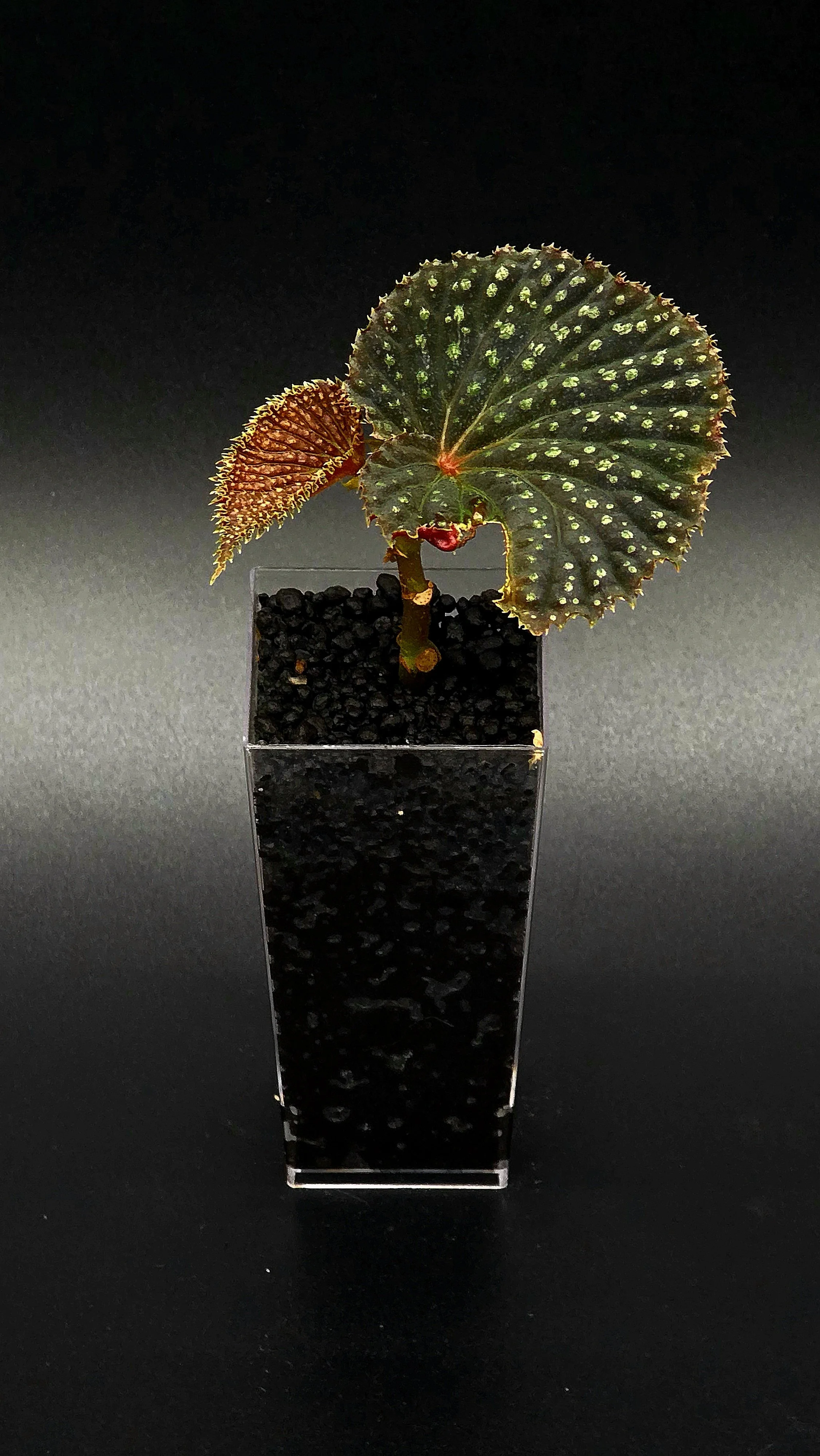 Begonia Mr. Freckles (NOID)