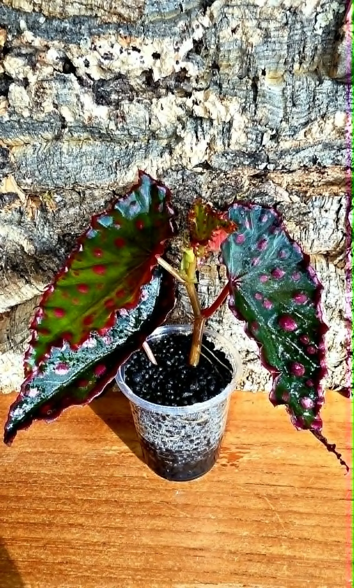 Begonia Darthvaderiana x Amphixous3.jpg