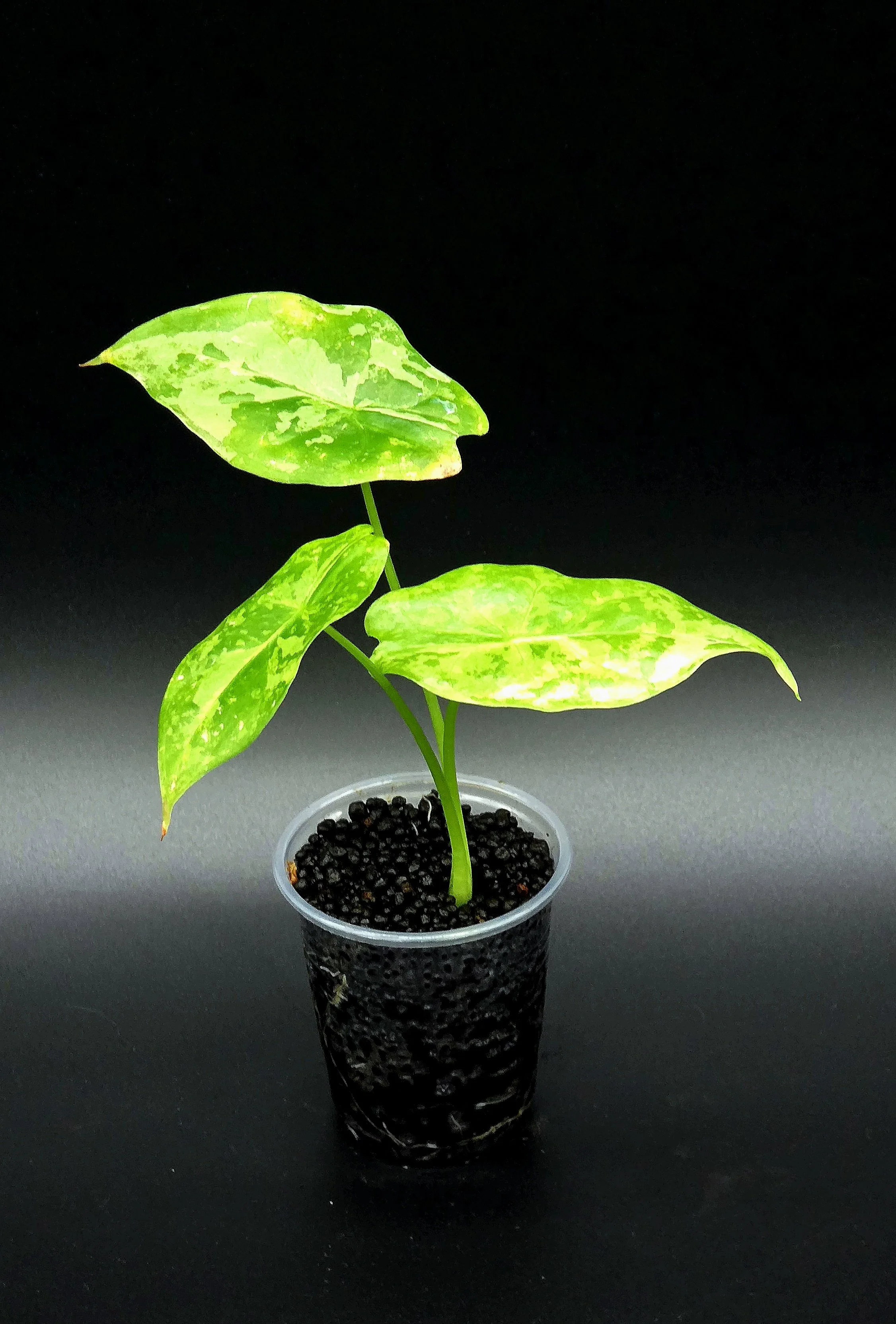 Alocasia Acuminata Albo