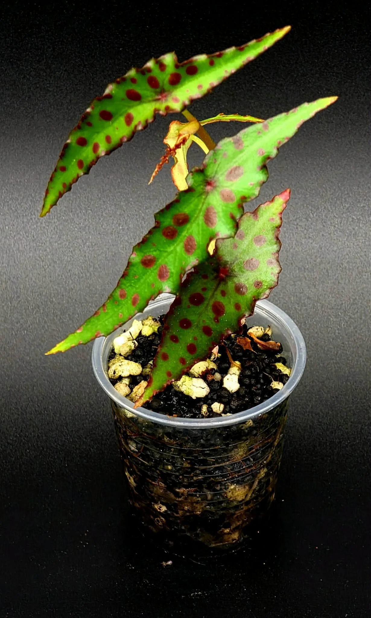 Begonia Amphioxus - A