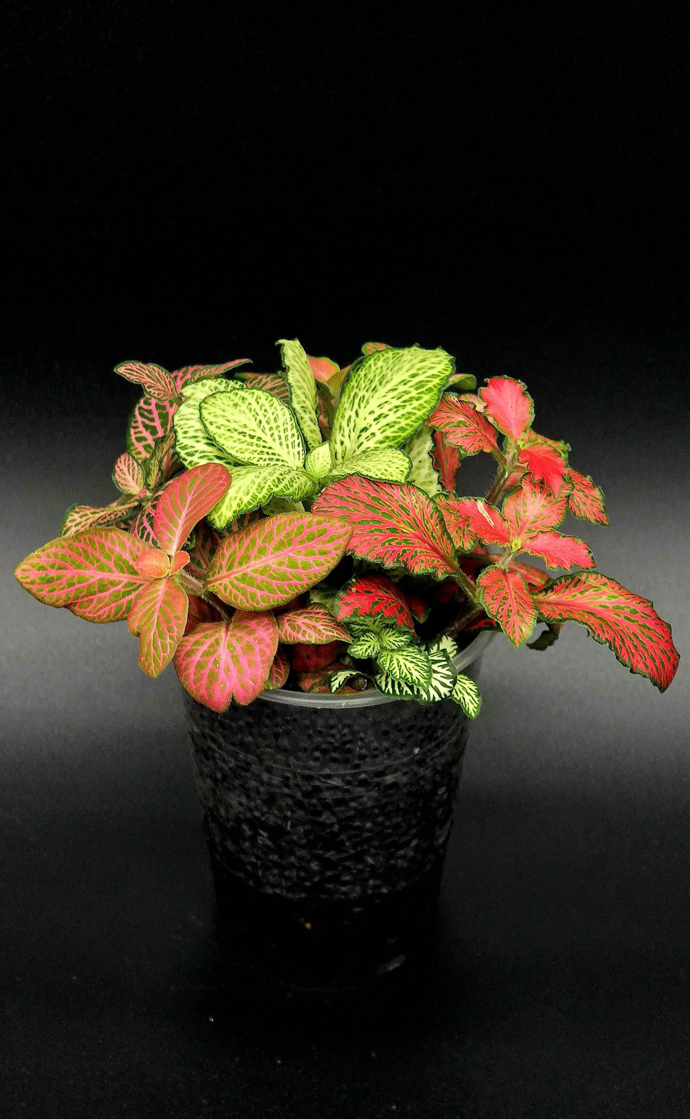 Nerve Plant 'Bouquet'