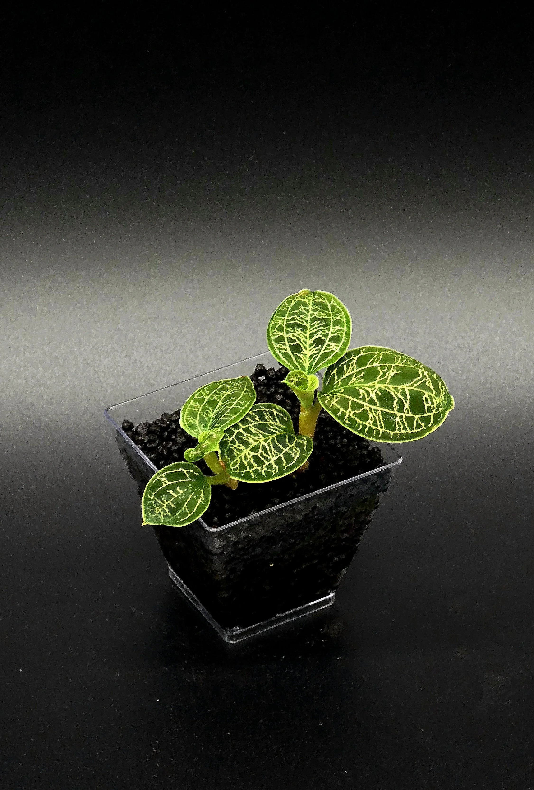Macodes Petola (Jewel Orchid)